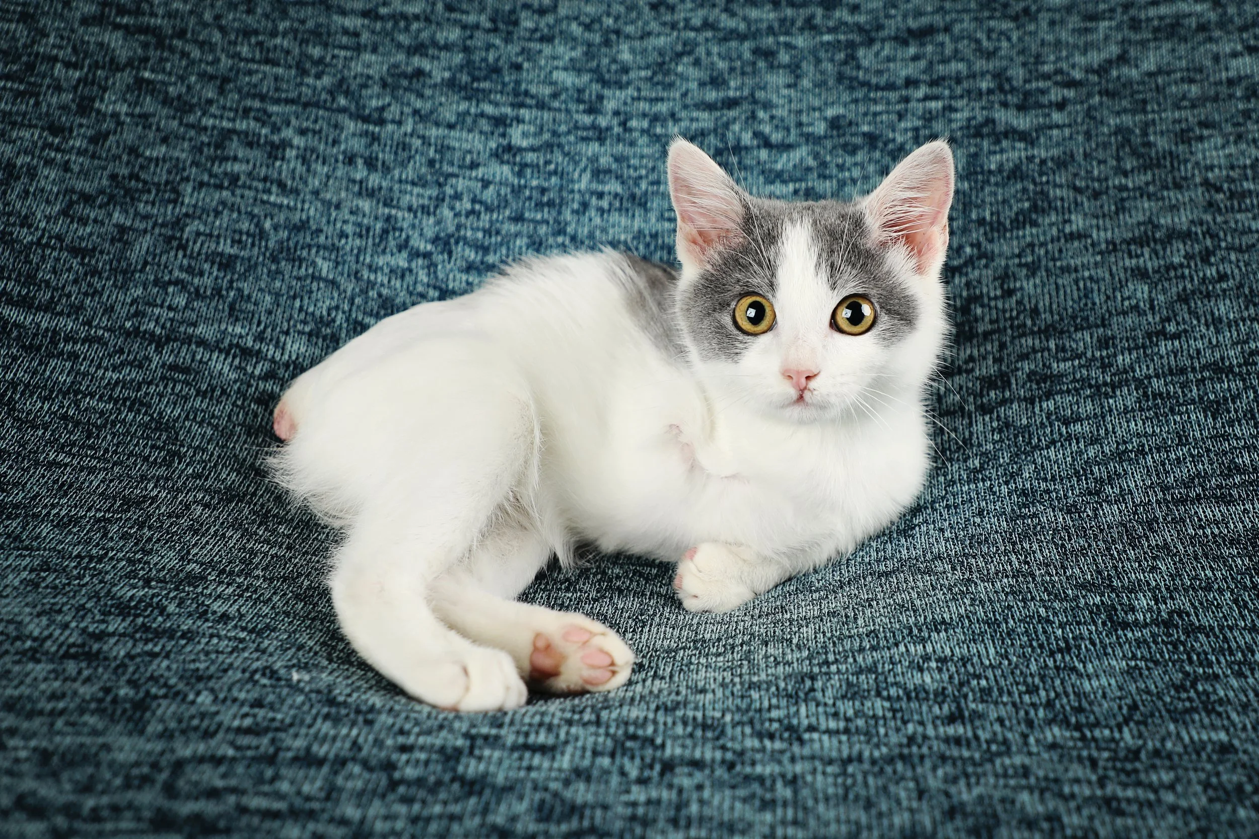 Special needs kitten