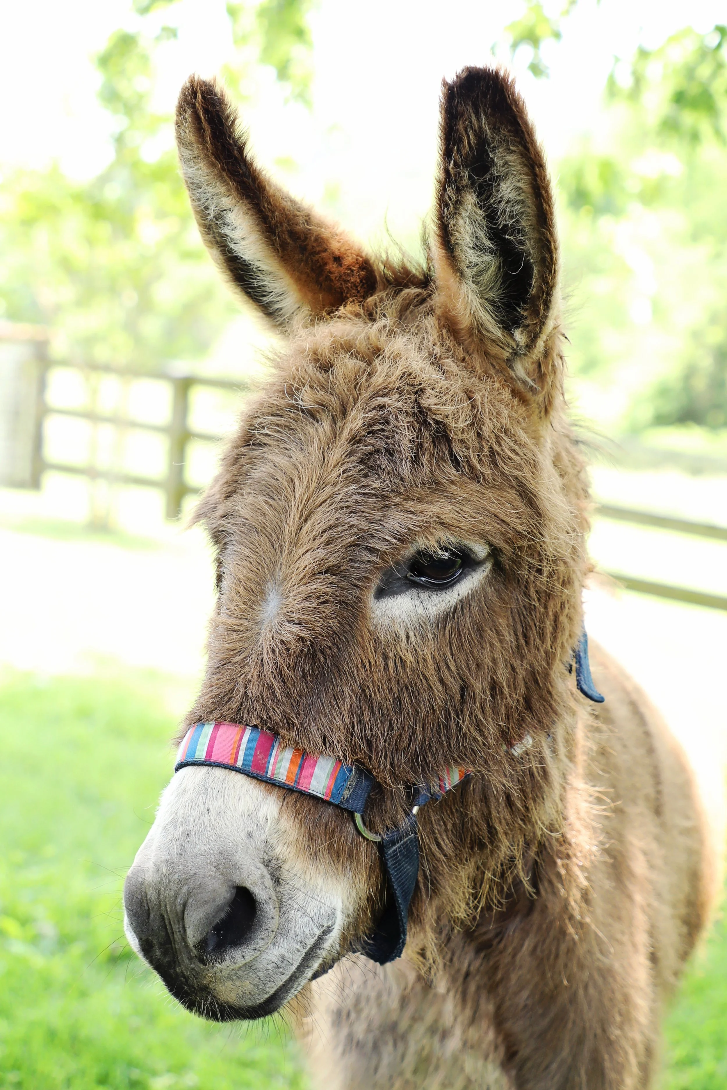 brown donkey