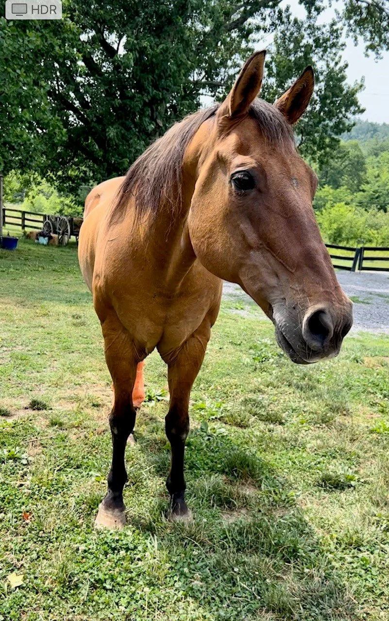 The Animals Who Changed Us