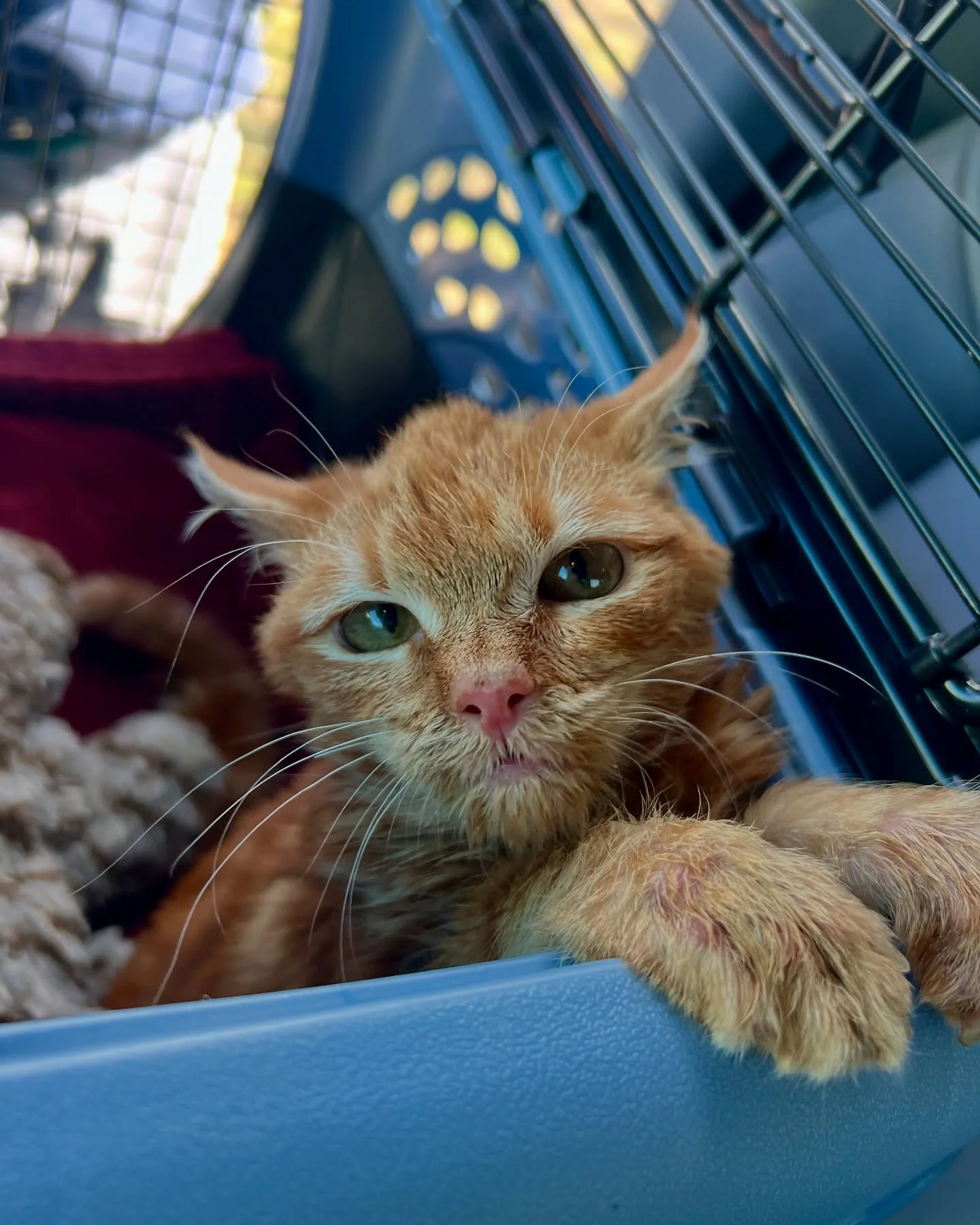 Fanta would like everyone to know that he did not request a car ride, a carrier, or a vet appointment today. 😾

Fanta is showing improvement on his phenobarbital trial, and we are continuing daily physical therapy as he builds strength. It is slow, 