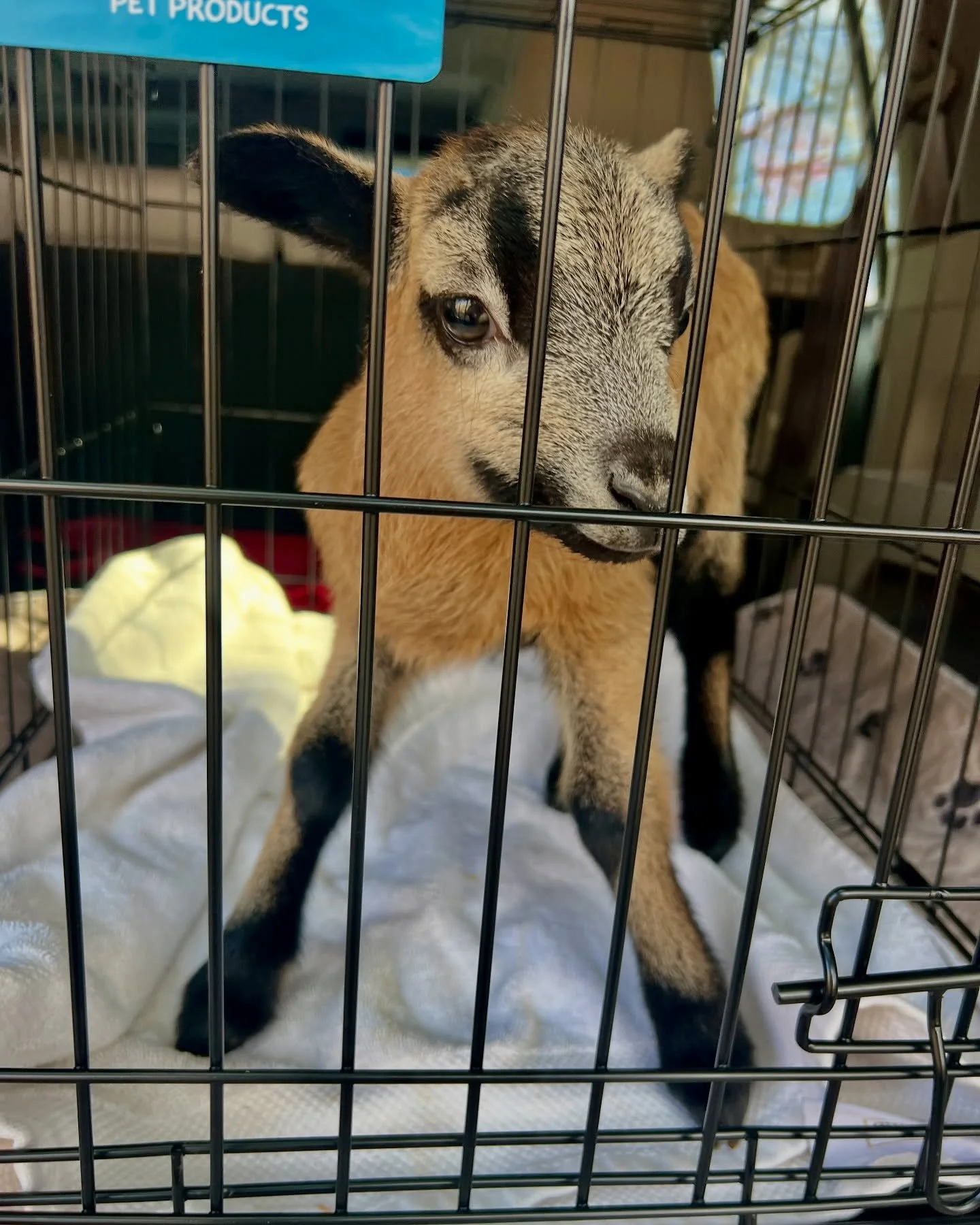 🚨 Cuteness aggression alert 🚨

Everyone meet Reese. Yes, like Reese&rsquo;s Pieces. Yes, he is exactly this adorable on purpose.

This 6lb bottle baby lamb was rejected by his mom after getting stuck in a fence, and while his start was not what we 