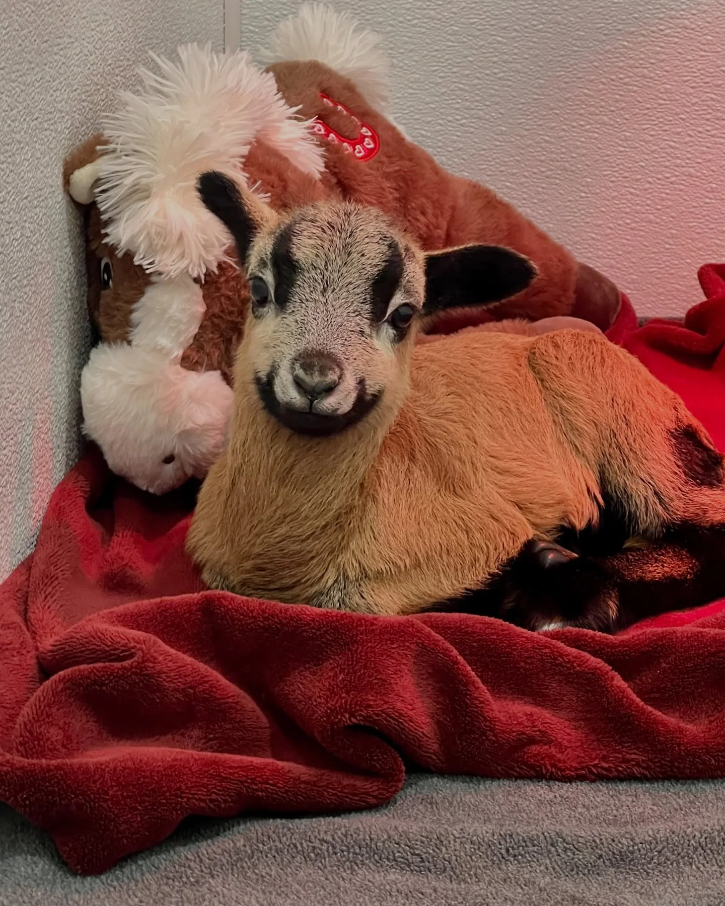 When you&rsquo;re a little guy and had a big day&hellip;Reese has decided that being a tiny bottle baby is exhausting work and has tucked himself in accordingly. 💤🐑

All fed, warm, and snuggled up with his stuffed horse, Reese is settling in exactl