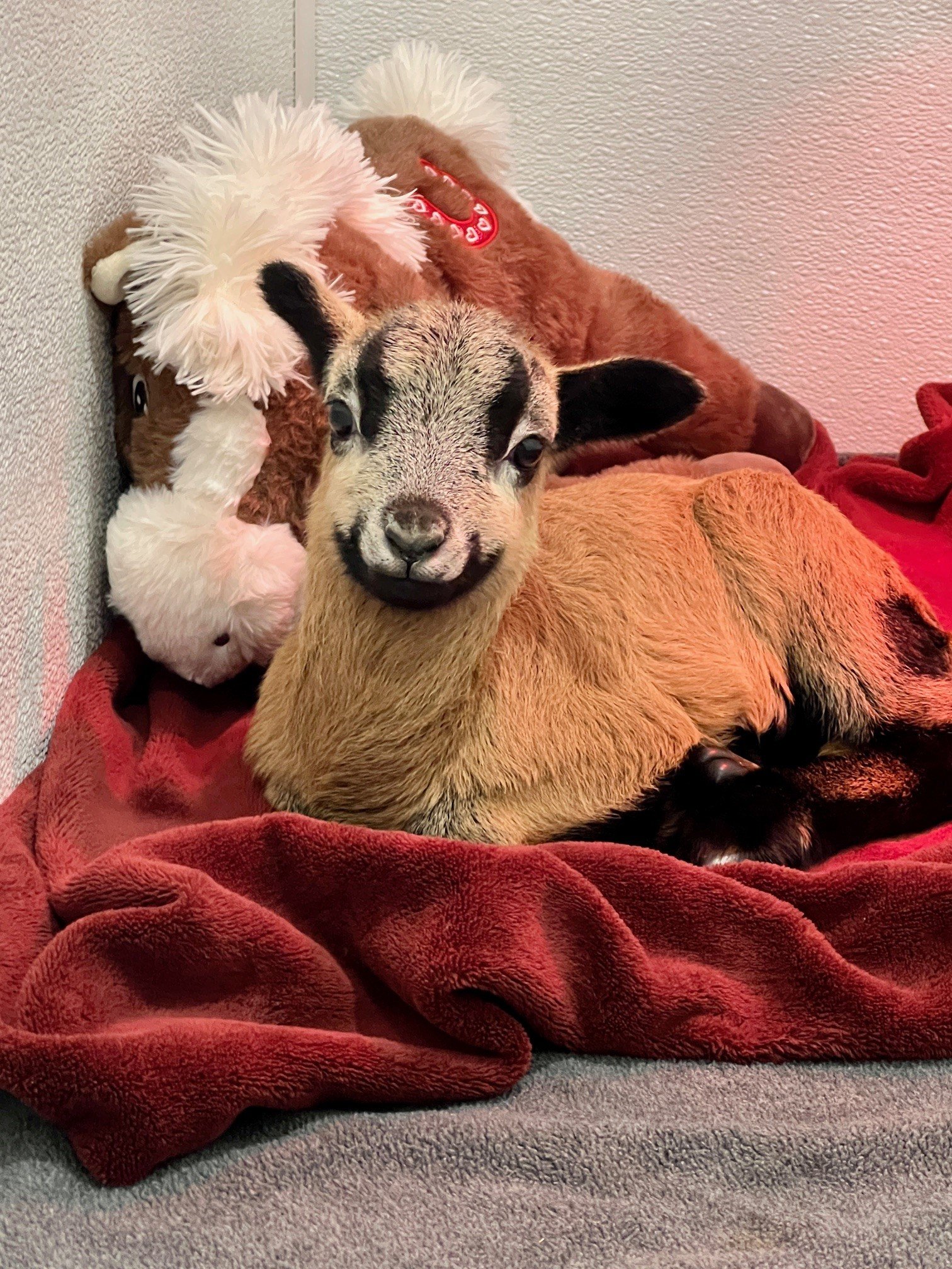 New Faces at Fabled Farm