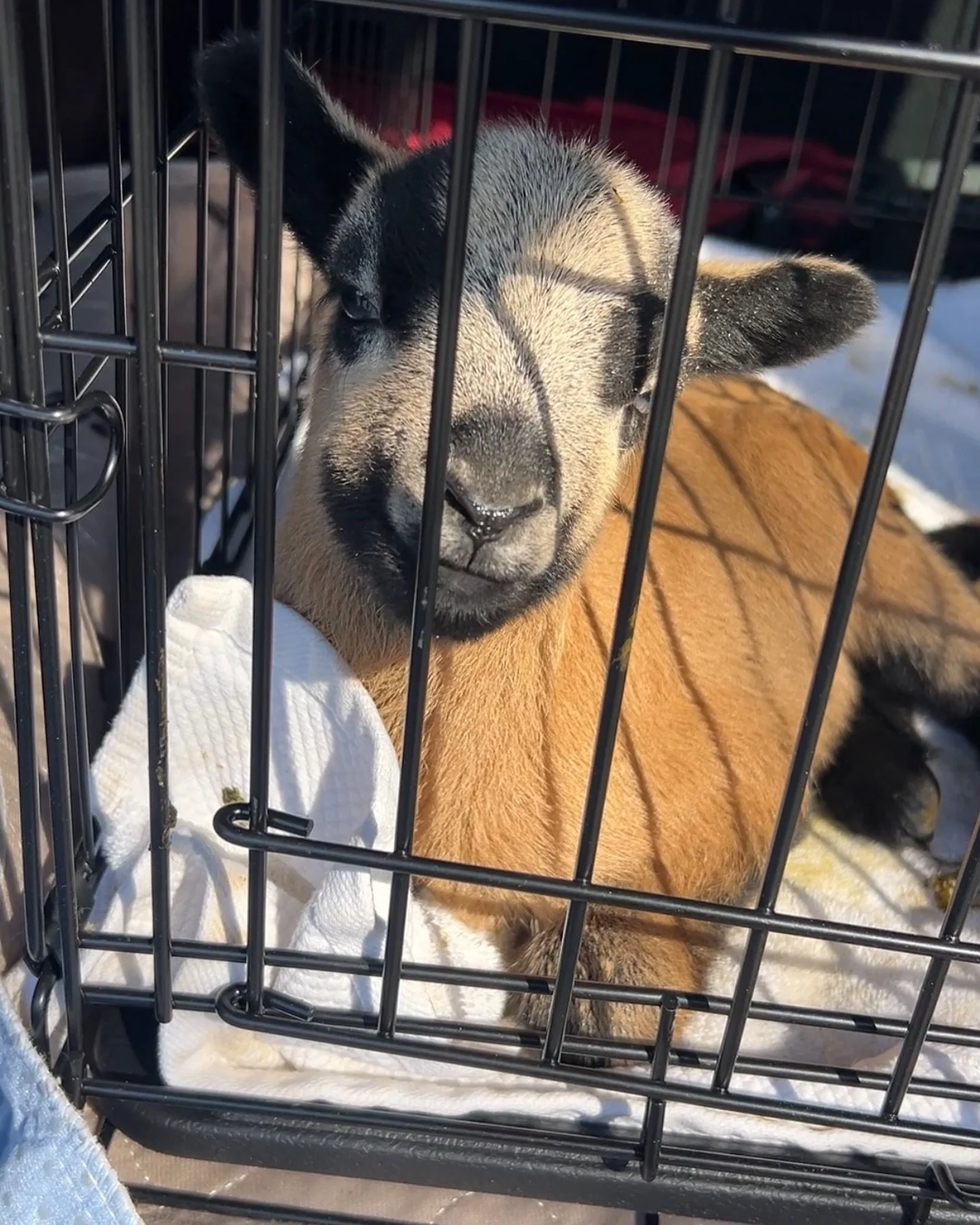 Wait&hellip; are we seeing double? 👀

Because another tiny face arrived&hellip;meet Toffee. Yes, like candy. Yes, somehow even smaller. And yes, he is Reese&rsquo;s half brother.

Toffee is only one day old and arrived today after being rejected by 