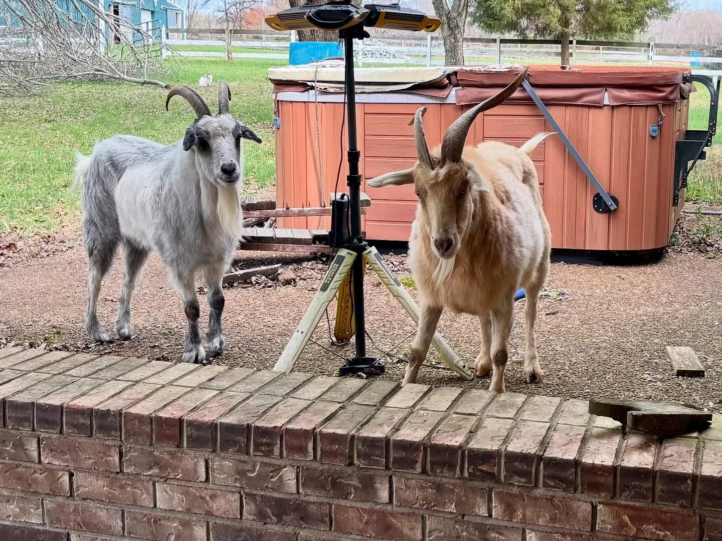 Help us find a home for these two sweet brothers, Hewey and Dewey. They are coming from a very loving home and it shows with their sweet personalities!❤️

At 10 years old, these handsome wethered Myotonic (fainting) goats have spent a lifetime side b