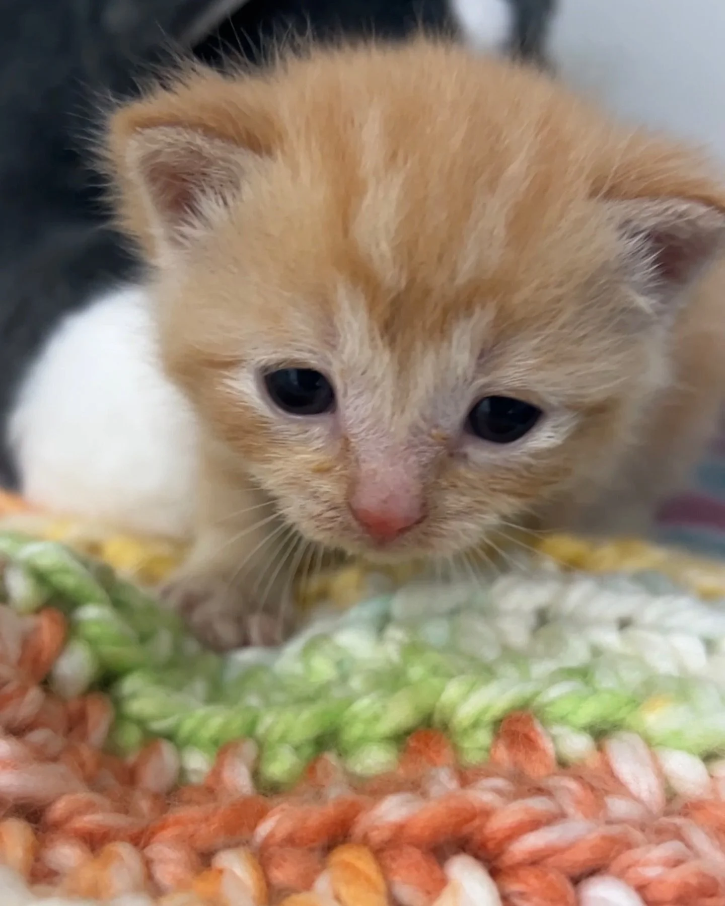 This tiny little orange baby is on the move to the next step in her journey. 🧡🐾

She is being transferred to @rutherfordcountycatrescue , where the hope is to place her with a nursing mom and her babies. This gives her the very best chance to thriv