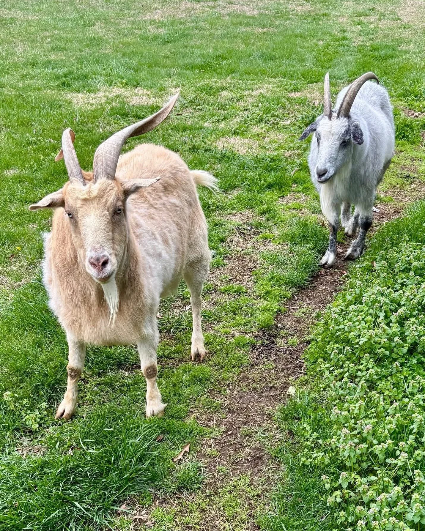 Meet these two sweet brothers, Hewey and Dewey, who are ready to find a soft place to land together. They are coming from a very loving home and it shows with their sweet personalities!

At 10 years old, these handsome wethered Myotonic (fainting) go