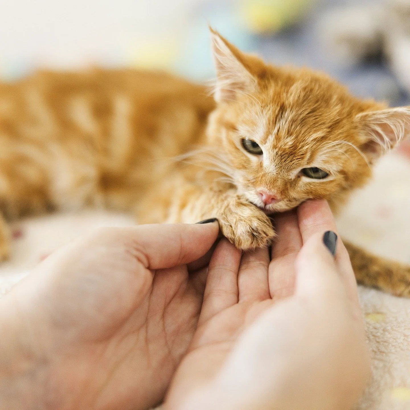 Fanta

We promised to fight with him as long as he wanted to fight and to let him go if he decided it was too much...tonight he let us know that he was tired of fighting, so we kept our promise, even though it broke out hearts, and said goodbye. 

Th