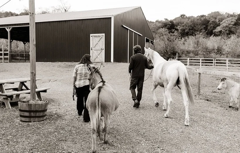 What does it actually mean to be a professional rescue?

At Fabled Farm Rescue &amp; Sanctuary, it is more than love for animals. It is structure, accountability, and a commitment to doing this work the right way.

We are a registered 501(c) 3 nonpro