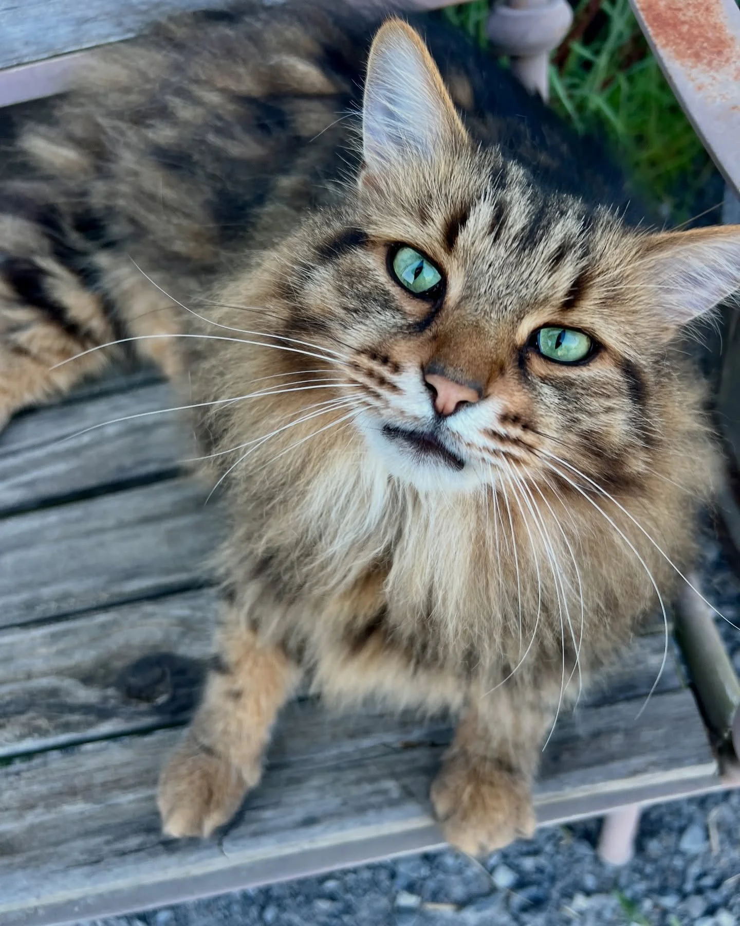 There are barn cats&hellip; and then there&rsquo;s Kiwi. 💚

The unofficial greeter, professional charmer, and the reason half of our visitors suddenly &ldquo;need just one more minute&rdquo; before they leave.

If you&rsquo;ve met Kiwi, you already 