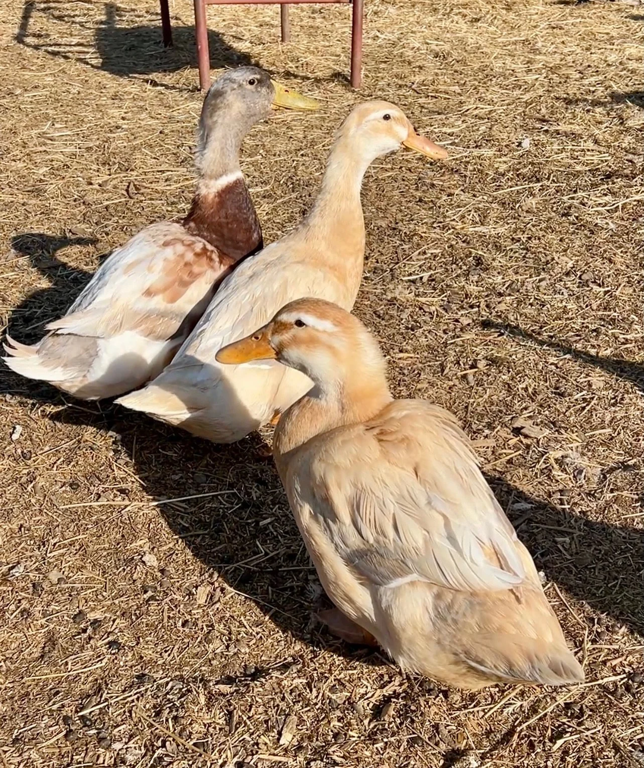 Meet Peanut, Butter, and Jelly ❤️🦆

This adorable trio of 1 year old ducks is as sweet as their names. Peanut is the lone gentleman, while Butter and Jelly are his lovely ladies, and the three are a bonded group who will need to stay together.

They