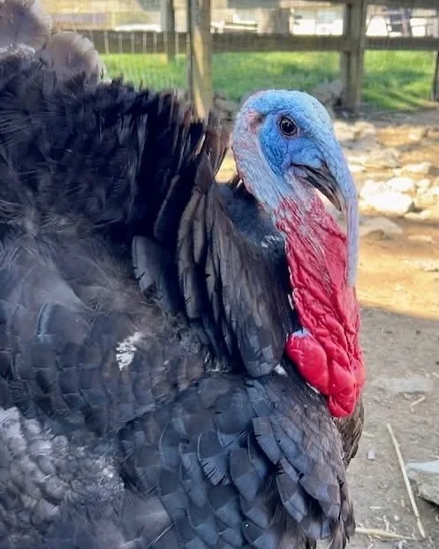 Meet Captain Jack Sparrow! 🦃

This 1 year old Norfolk turkey is a handsome young guy ready to captain a flock of his own. Full of personality and confidence, Jack is already well accustomed to farm life and currently lives alongside chickens, ducks,