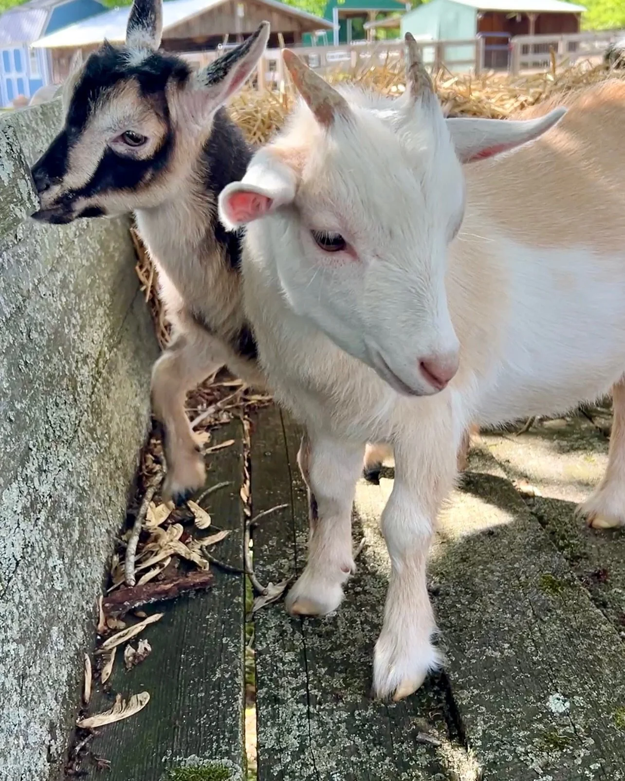 Meet Ben and Jerry 🐐💛

These 14 week old Nigerian Dwarf brothers are as fun and lovable as their names suggest. Happy, playful, and full of energy, they spend their days bouncing around, exploring, and soaking up attention from anyone willing to gi