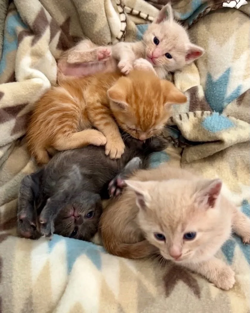 Meet Rory, Luke, Dean, Richard, Kirk, Jess, Logan, and Gilmore 💛 - The Gilmore Girls Litter

This adorable crew is full of personality, curiosity, and nonstop play. They are sweet, social, and growing more fun by the day as they explore, wrestle, an