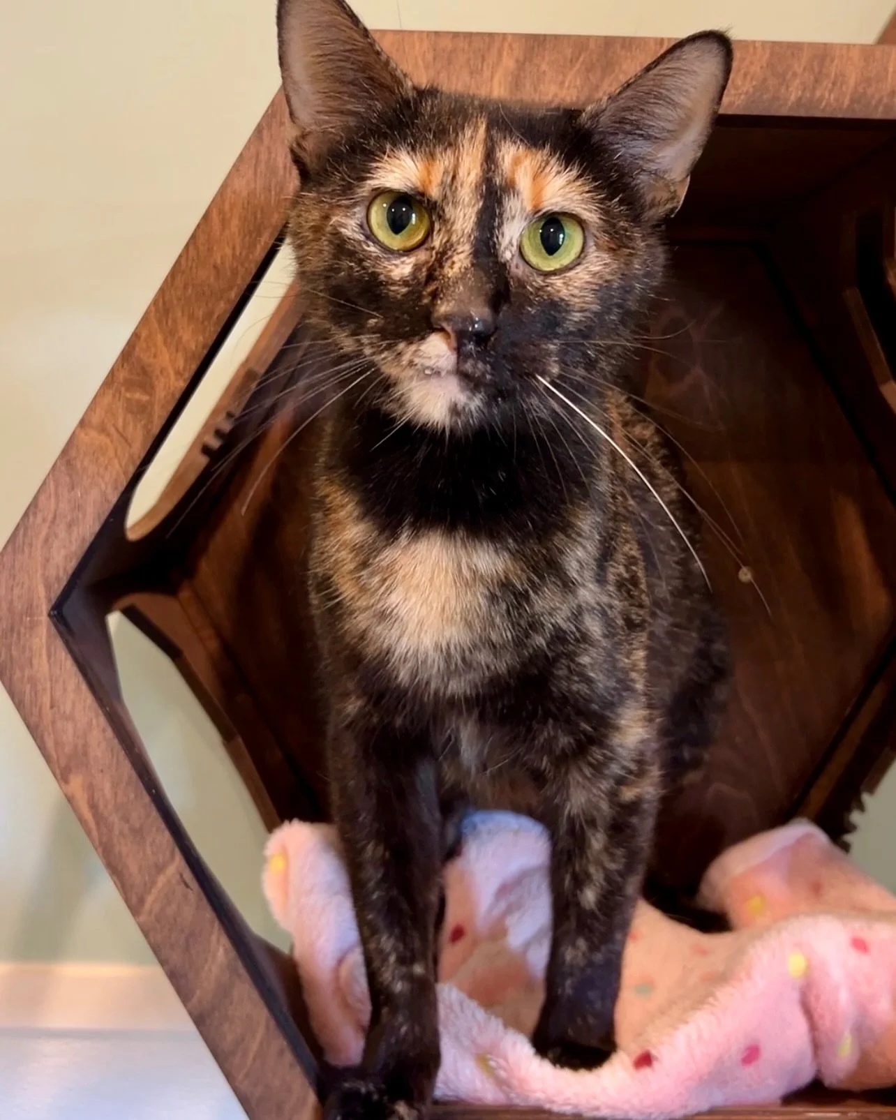 Working Kitty Alert - Emily is officially ready for her forever home 💛

Emily is around 2 years old, very friendly, and absolutely loves Churu treats. She will happily sit and even stand up for a snack if you let her.
Emily is spayed, vaccinated, mi