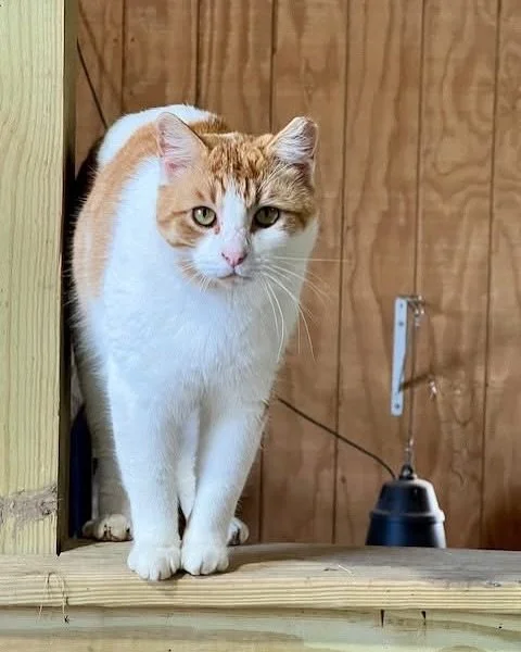 PSA - Bobcat Fever in Middle Tennessee

This week, we said goodbye to our barn kitty, Orange, after a sudden and devastating diagnosis of Bobcat Fever.

When we first noticed Orange, he was nothing more than a tiny orange dot far out in the field. He