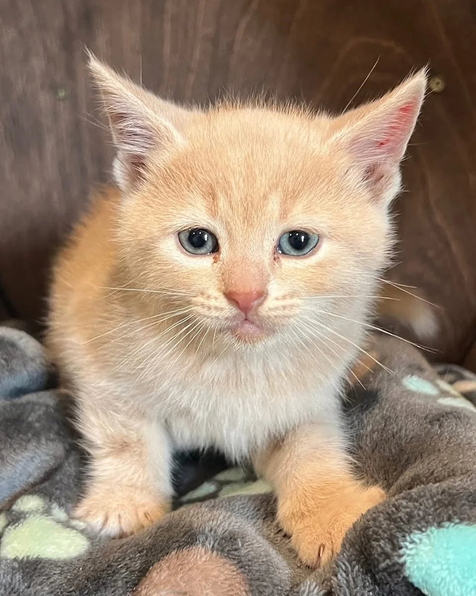 Meet Logan 💛

This adorable crew is full of personality, curiosity, and nonstop play and Logan is the last one still looking for his forever home. He is sweet, cuddly, and loves to play. He would enjoy a home where he will get plenty of attention an