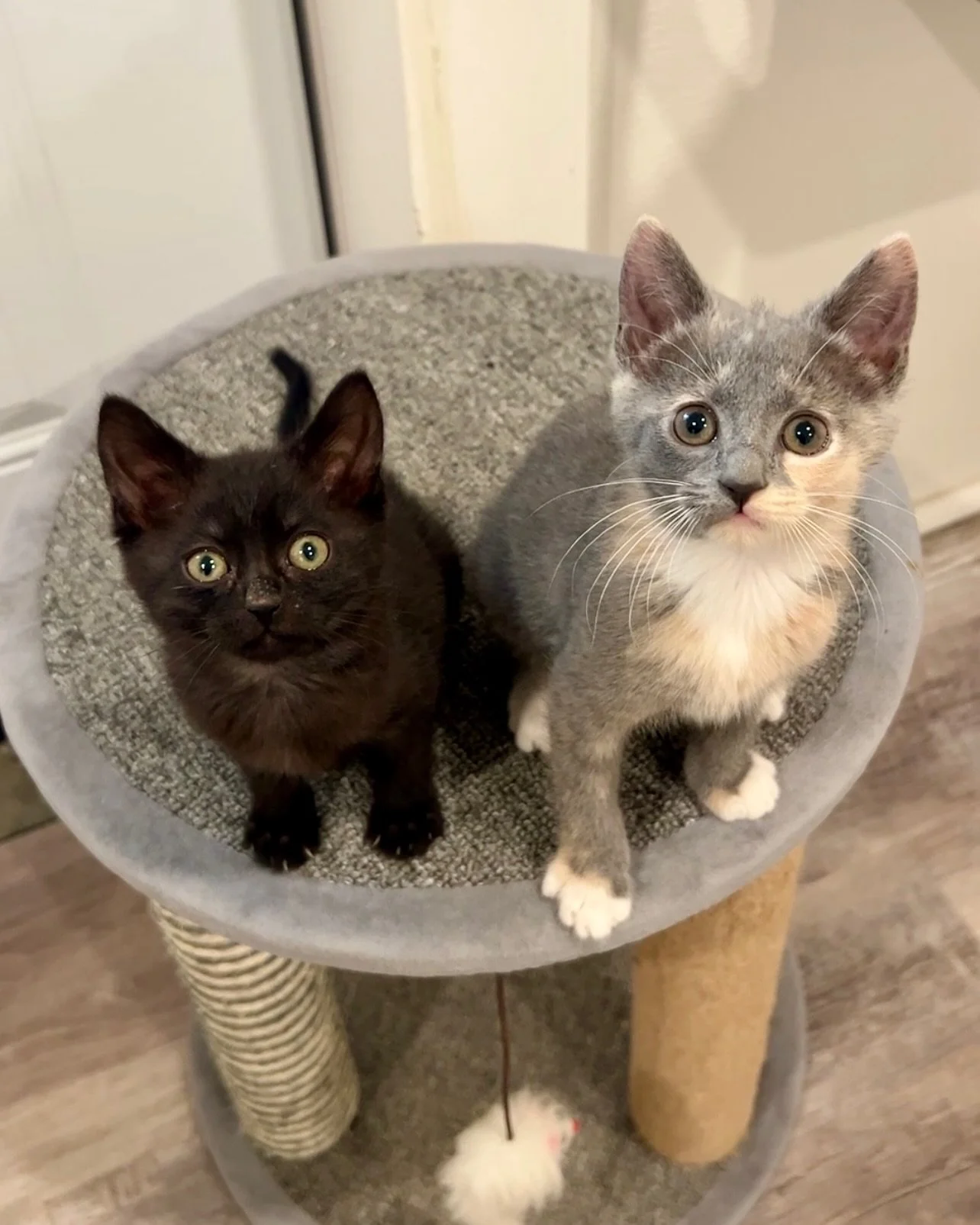 Three adorable kittens are looking for their forever homes! 💛🐾

Meet Oreo, Hazel, and Onyx

Oreo is a friendly, outgoing boy who loves people and is always ready to be part of the action. Hazel is a sweet and playful girl with the perfect mix of cu