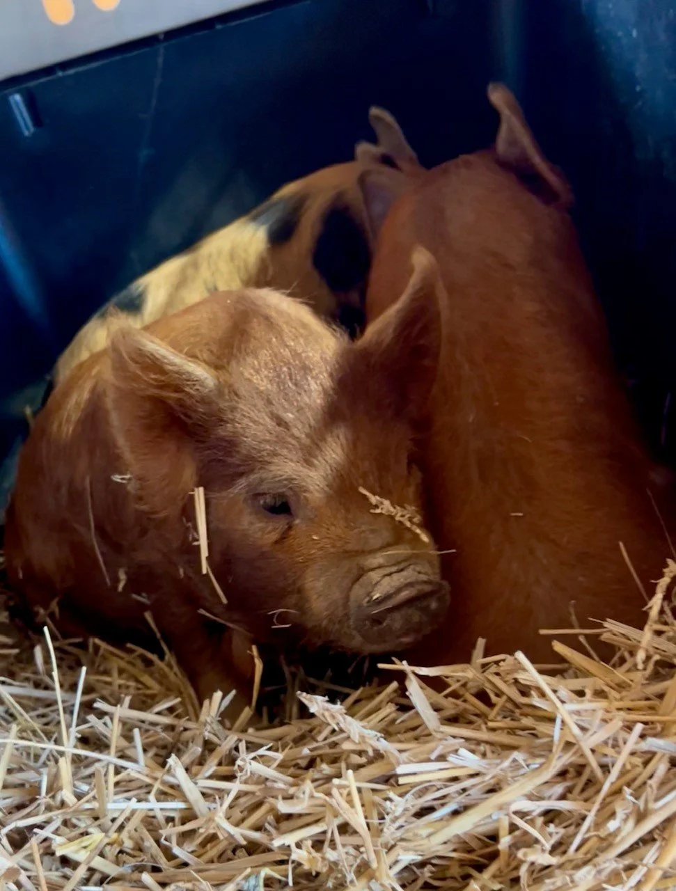 Rescued animal Fabled Farm Rescue & Sanctuary