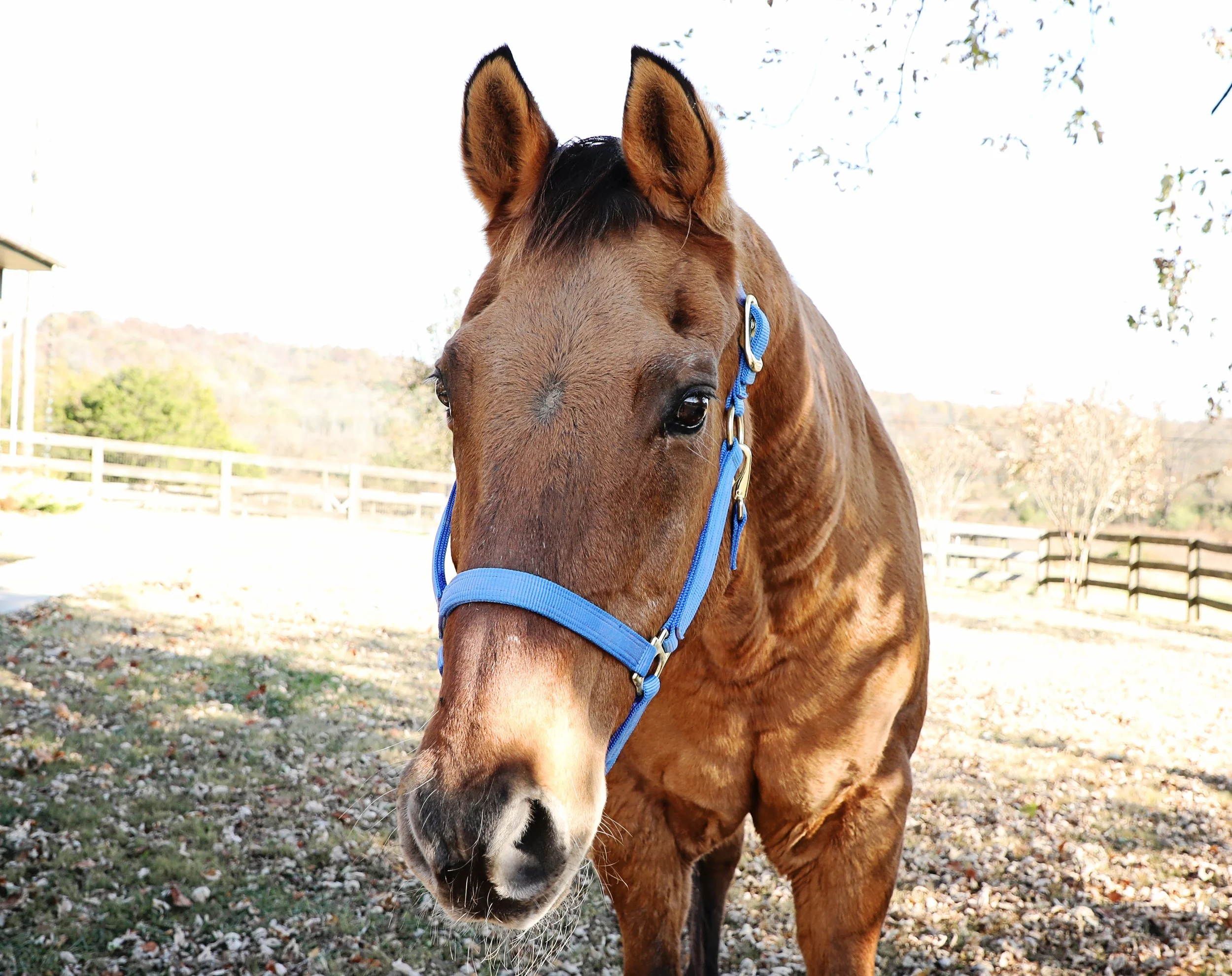 Boone at Fabled Farm Rescue & Sanctuary