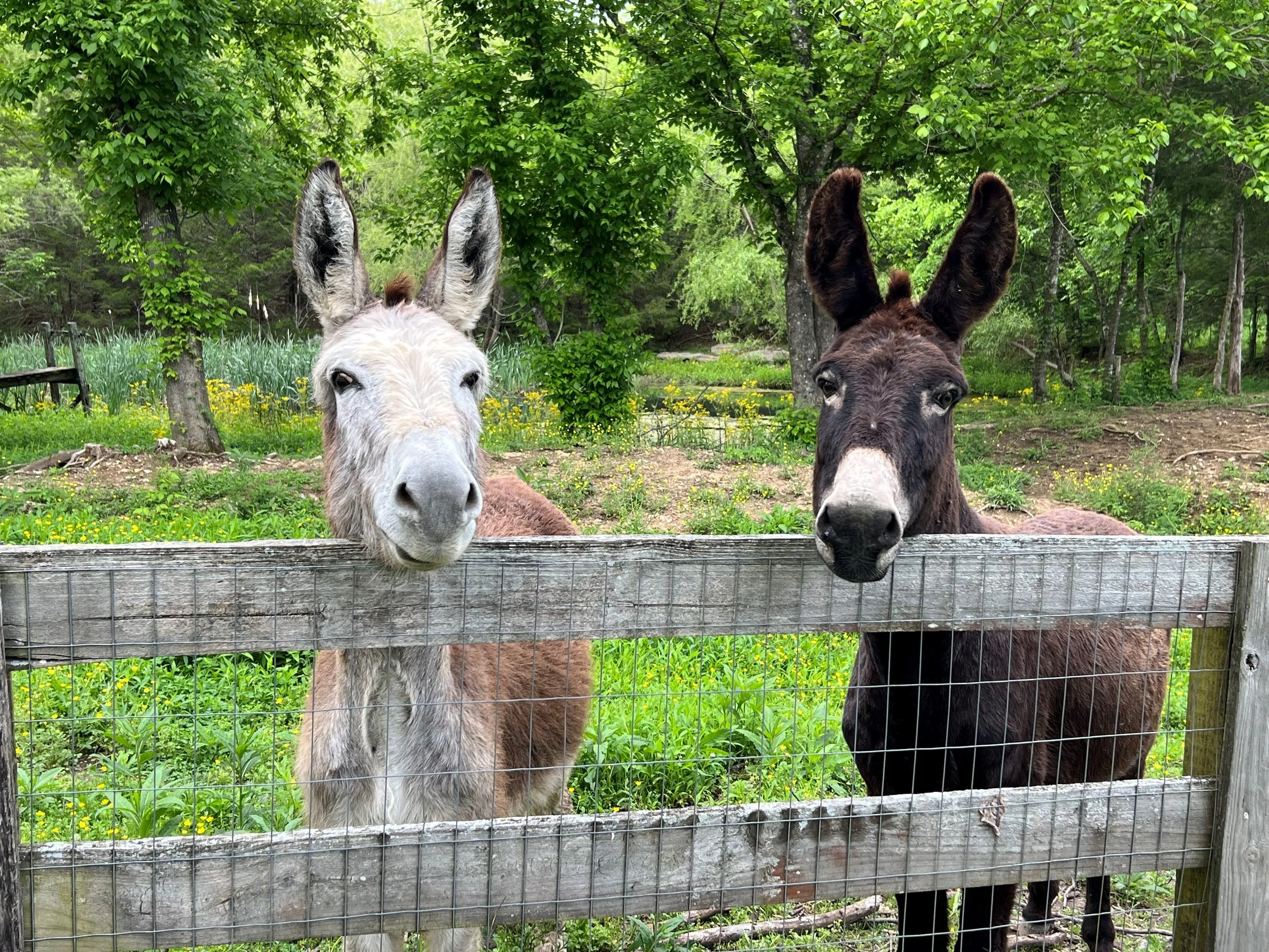 Rescued donkeys Fabled Farm Rescue and Sanctuary