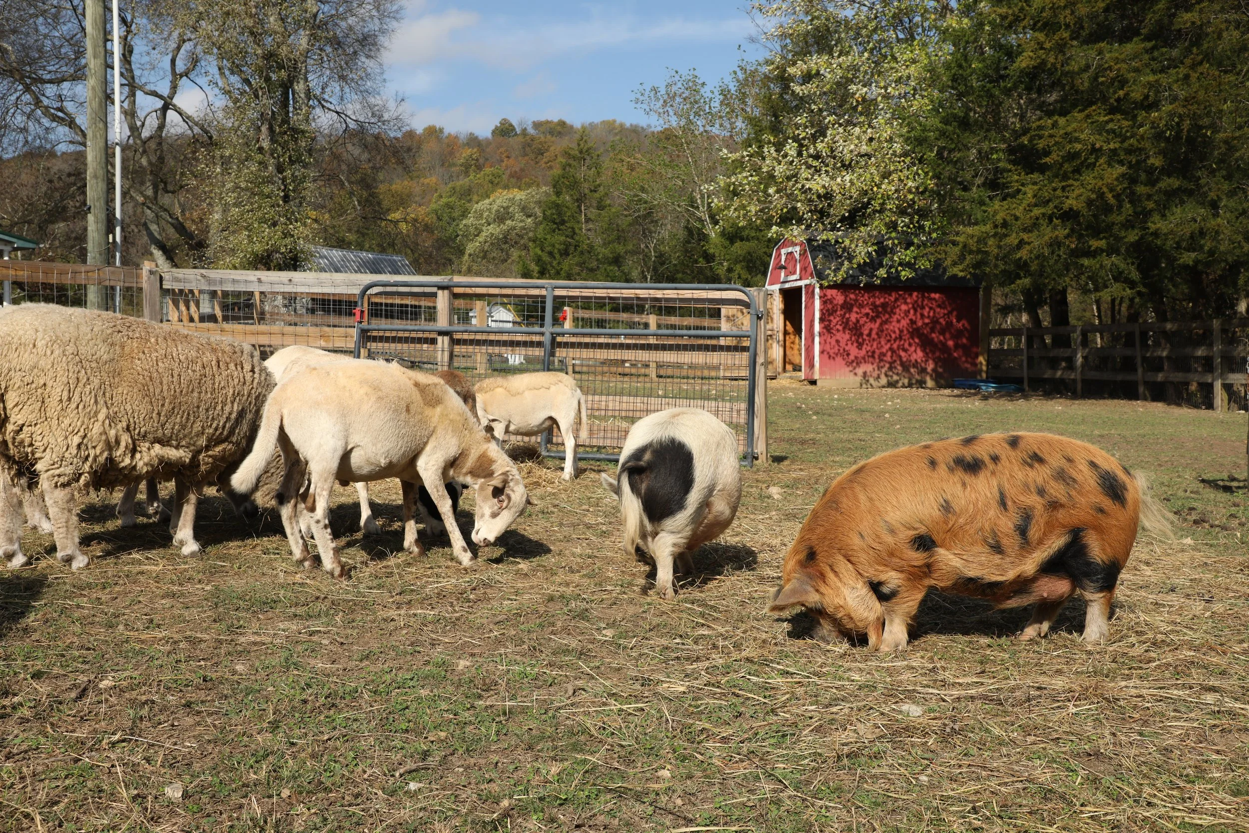 A group of sheep, pigs, and a small mixed breed piglet grazing on a grassy pasture in a farm setting, with trees and a red barn in the background.