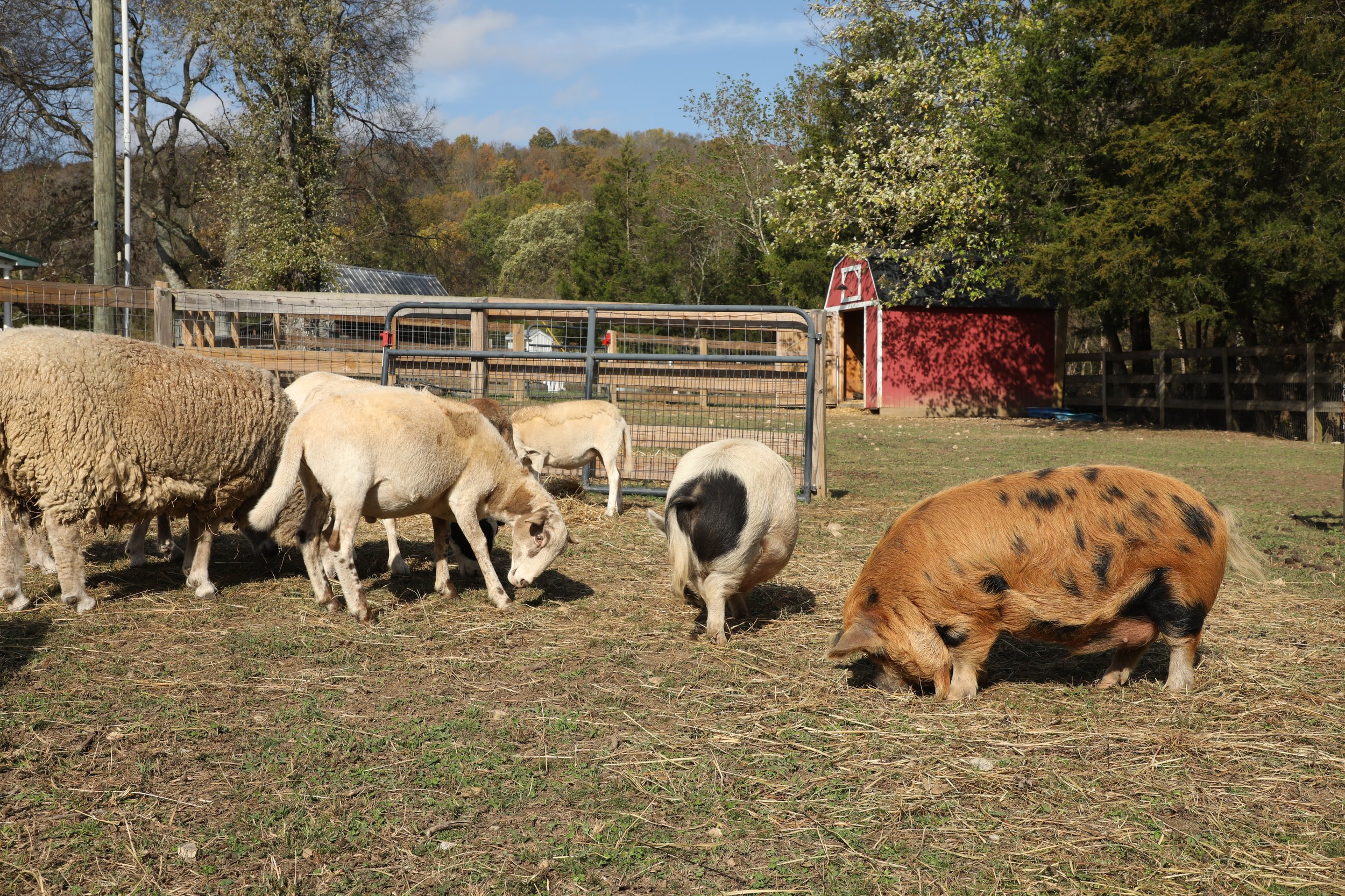 Rescued pigs at Fabled Farm Rescue and Sanctuary