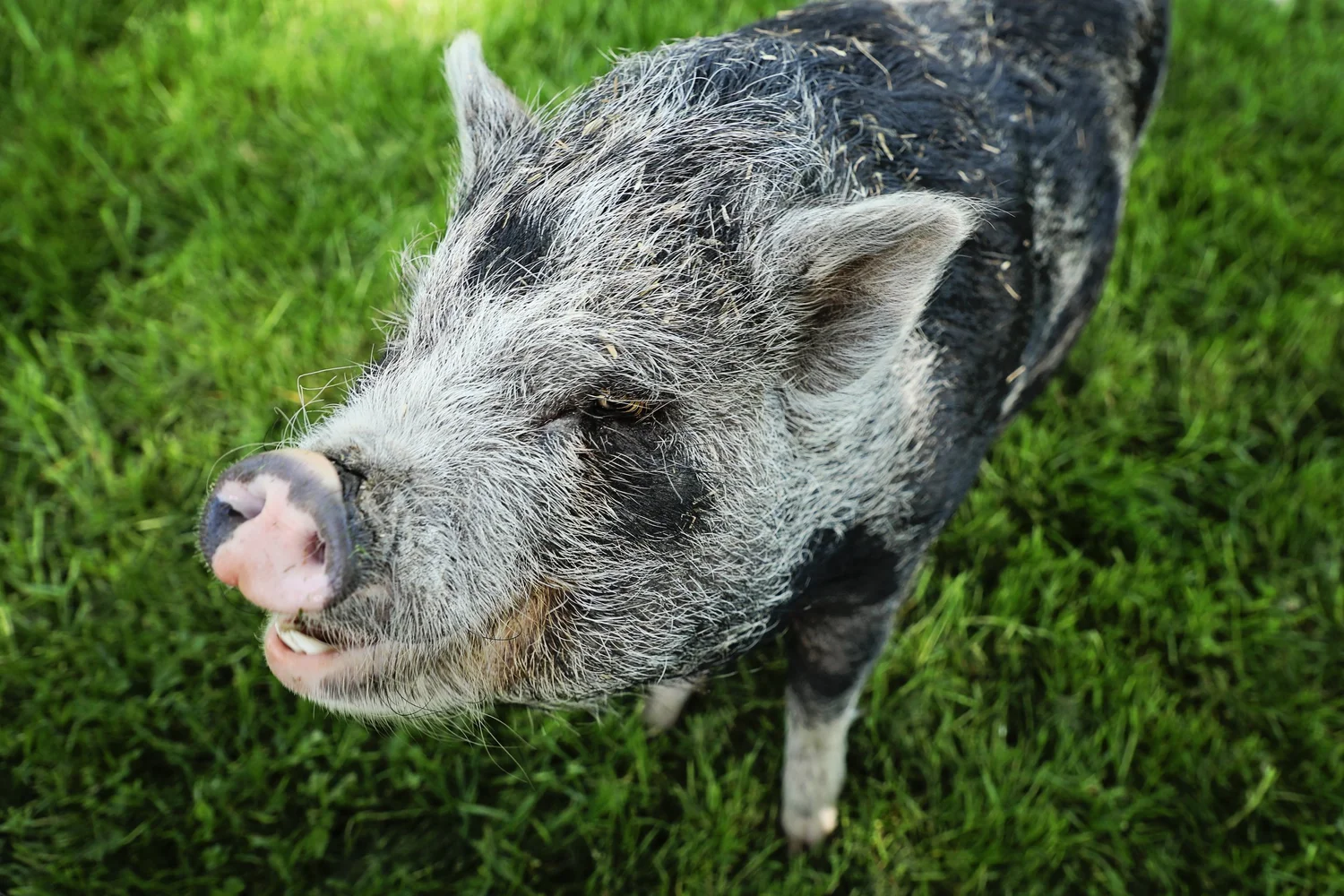 FarmStay at Fabled Farm Rescue & Sanctuary | Tennessee Farm Stay ...