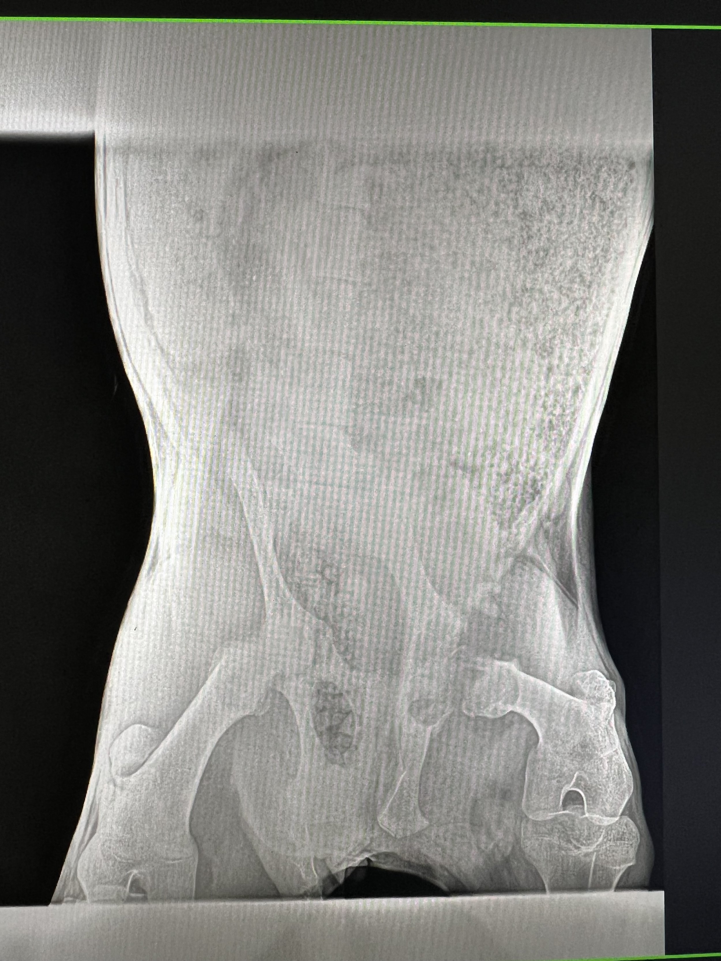 Rescued special needs goat at fabled farm rescue and sanctuary