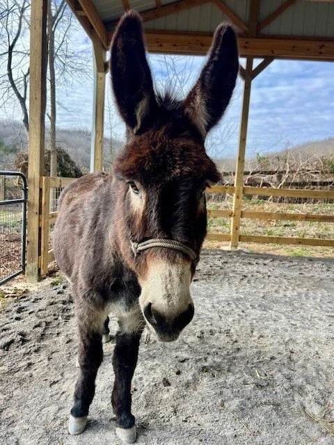 Fiddle & Banjo - Pending