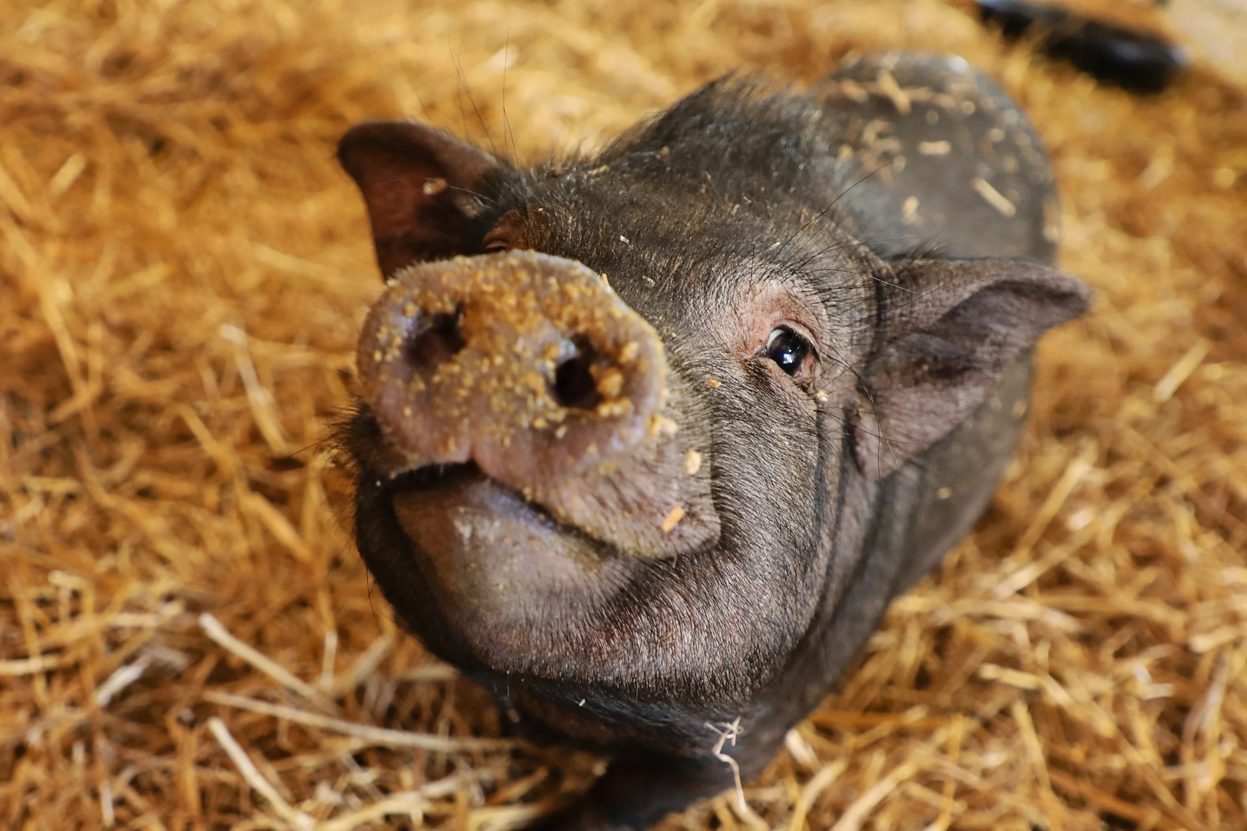 Rescued pig, Andy, at Fabled Farm Rescue & Sanctuary