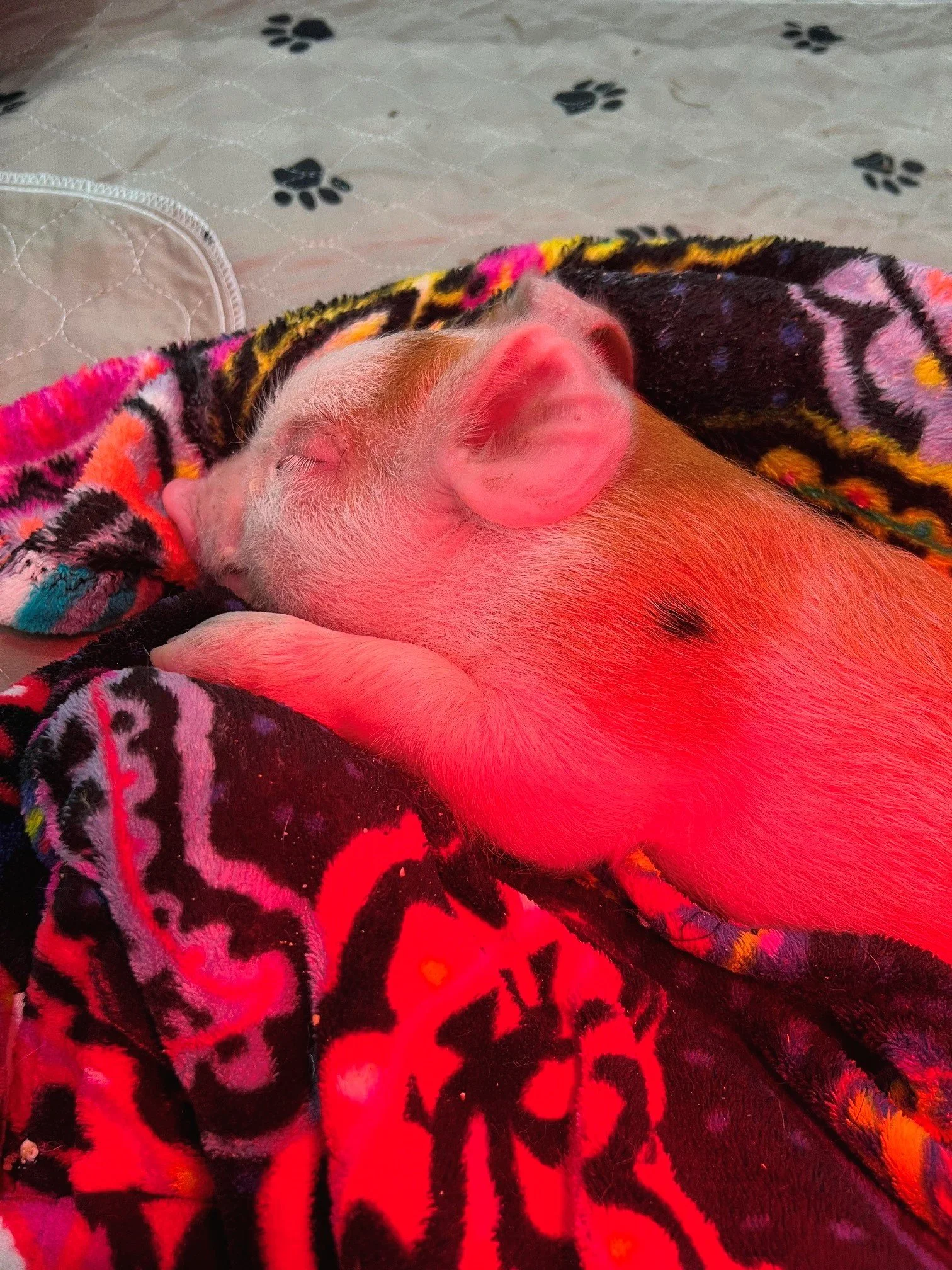 Rescued special needs pig at Fabled Farm Rescue & Sanctuary