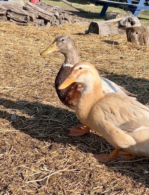 Adoptable ducks
