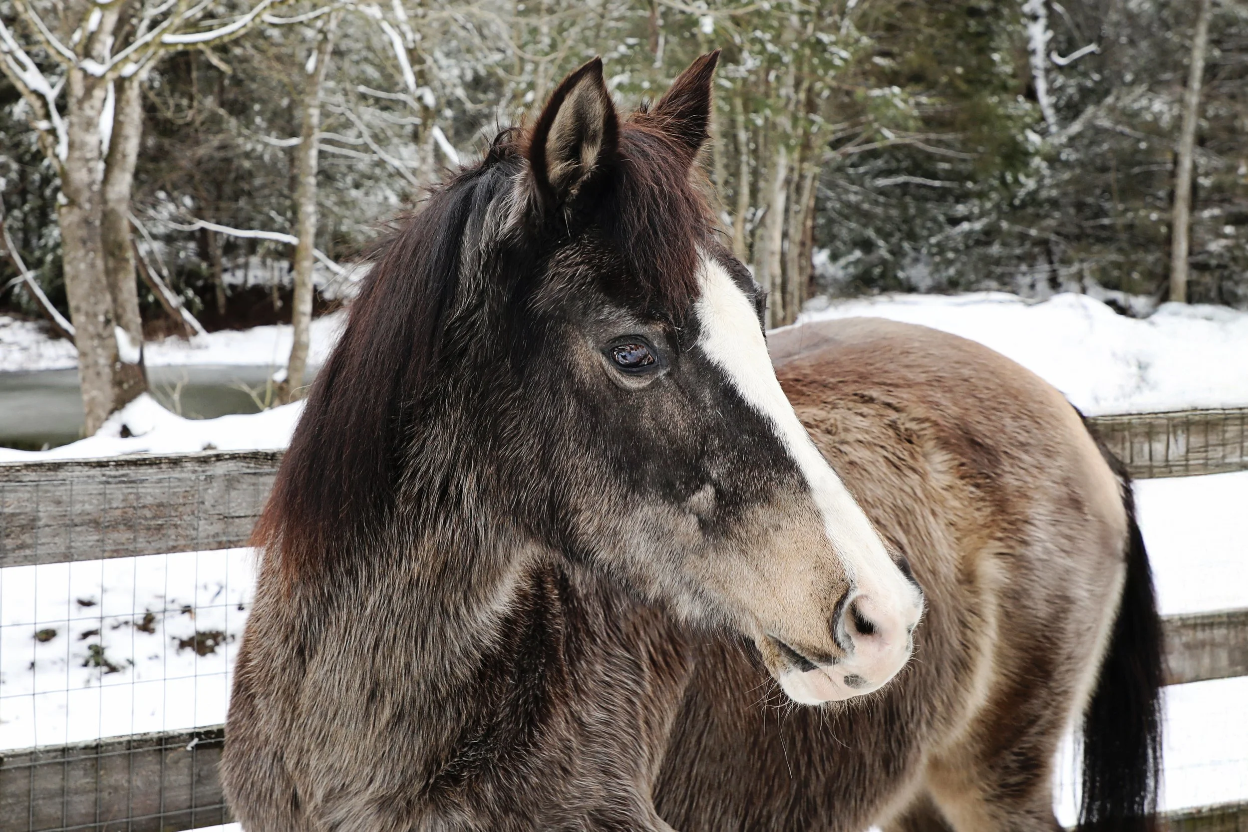 Rescue horse at Fabled Farm Rescue and Sanctuary