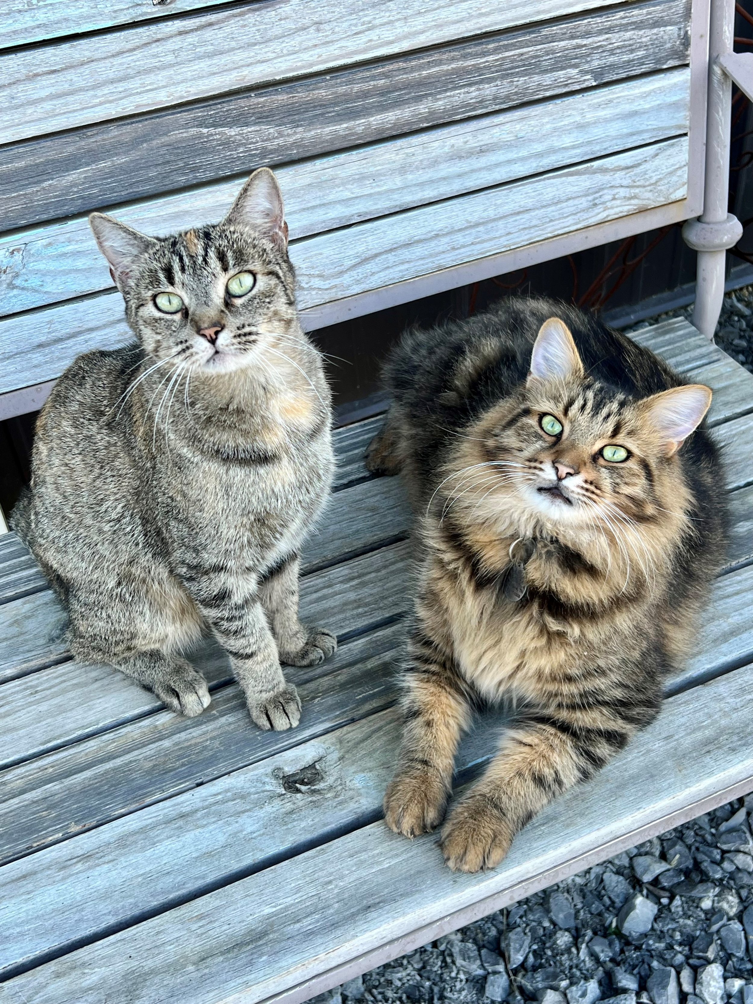 Fabled Farm barn cats