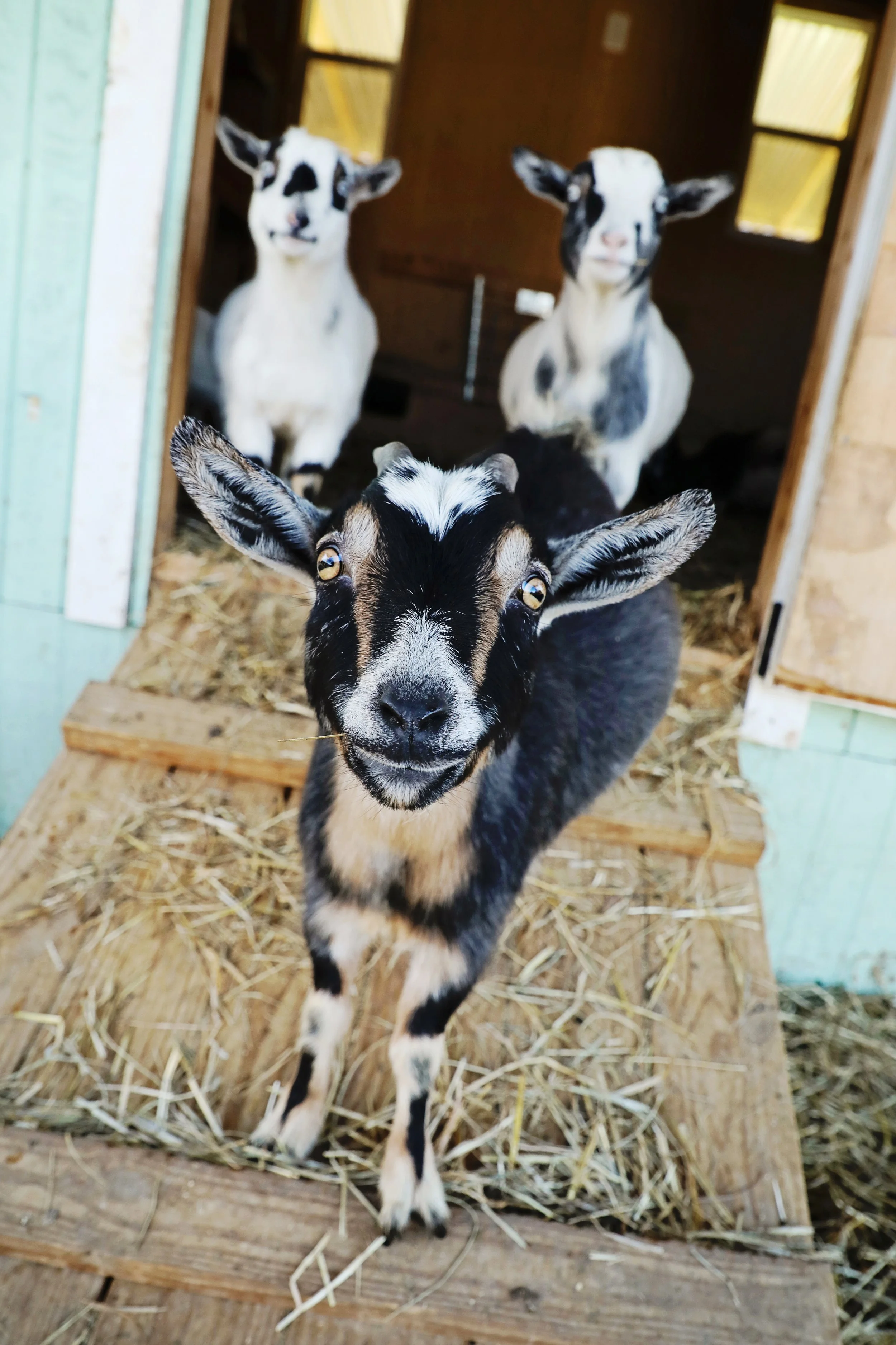 Rescued goats at Fabled Farm Rescue & Sanctuary