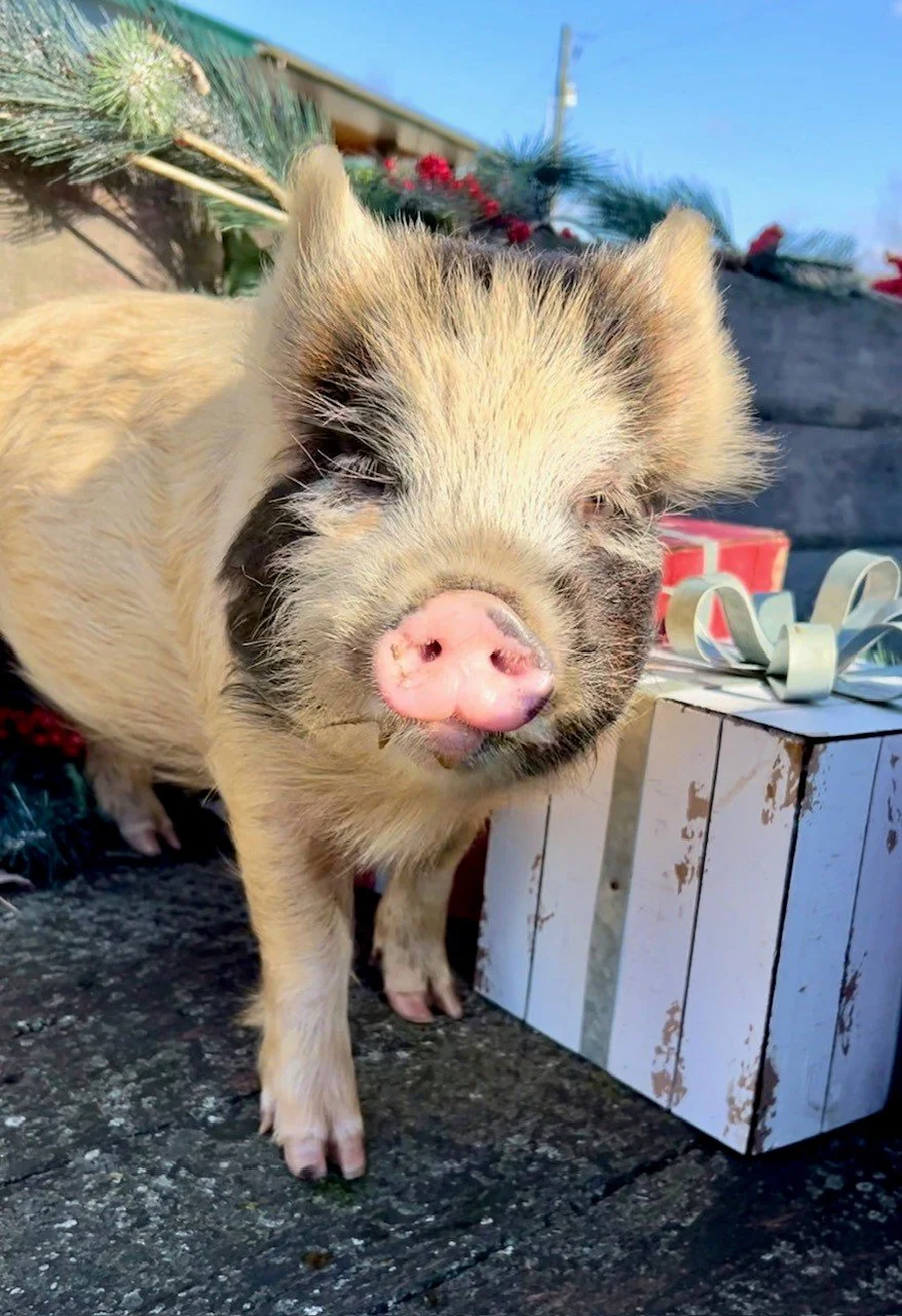Rescued pigs at Fabled Farm Rescue and Sanctuary