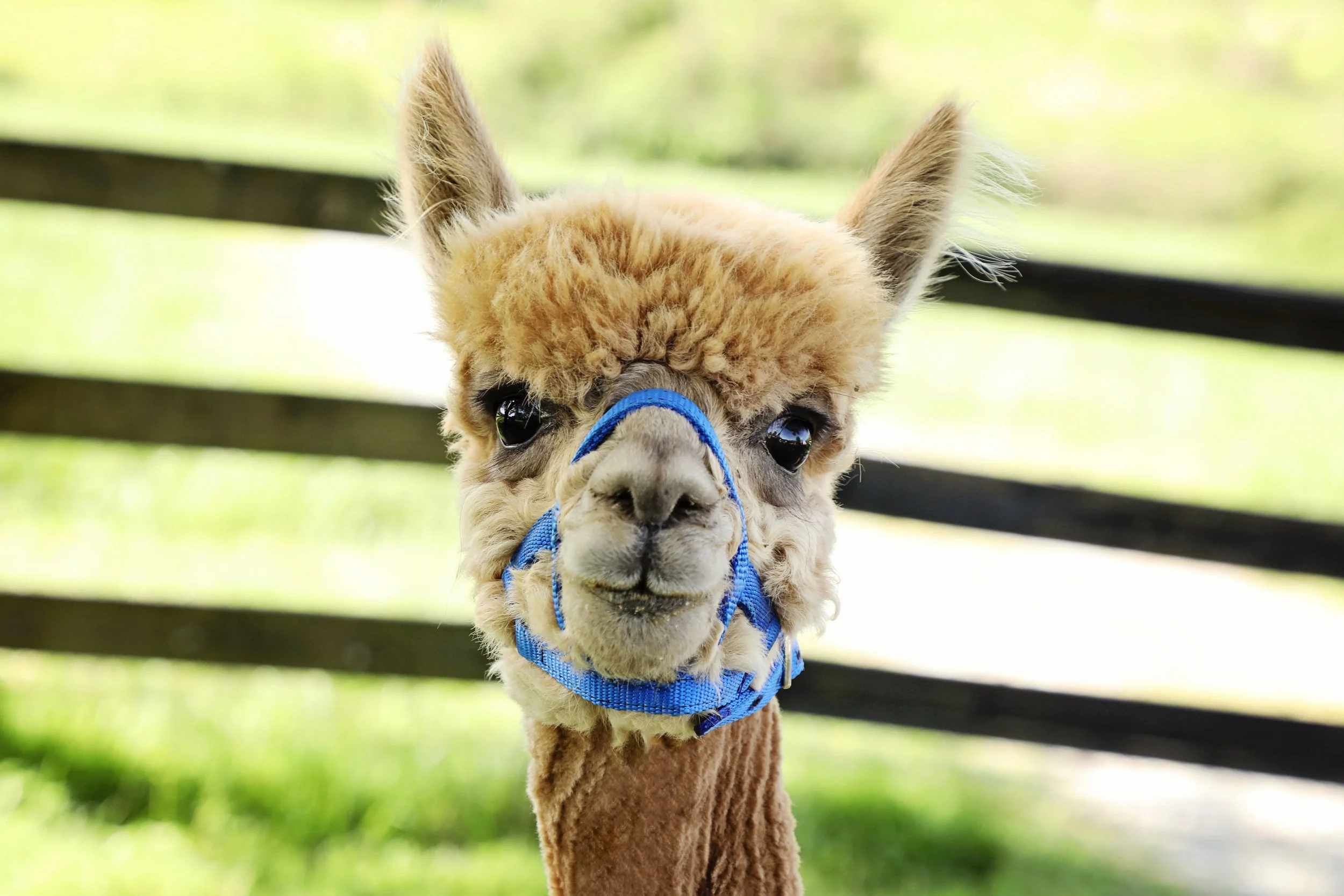 Rescued alpaca at Fabled Farm Rescue & Sanctuary
