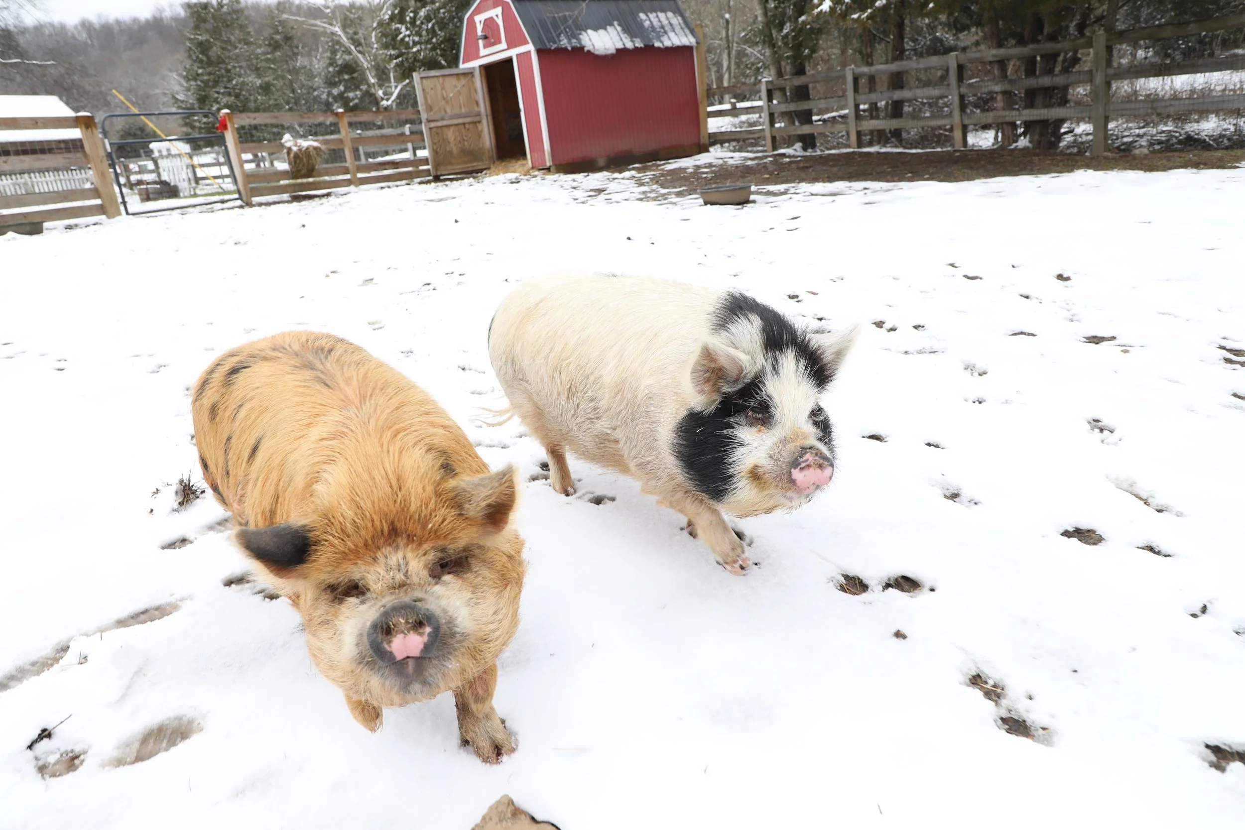 Two piglets in snowy farmyard, one with black and white markings, the other with brown fur, standing in the snow with a barn and fence in the background