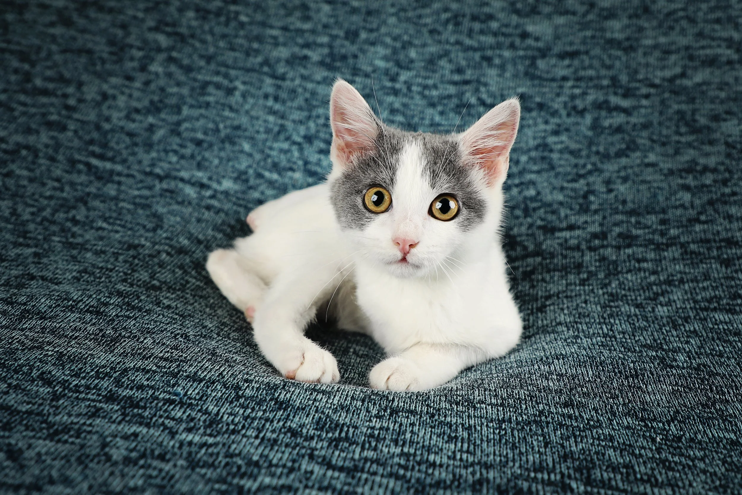 Special needs ampute kitten, Raya, rescued by Fabled Farm Rescue & Sanctuary