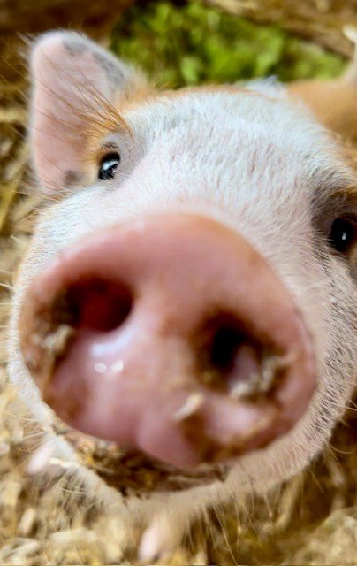 Piglet rescued by Fabled Farm Rescue & Sanctuary
