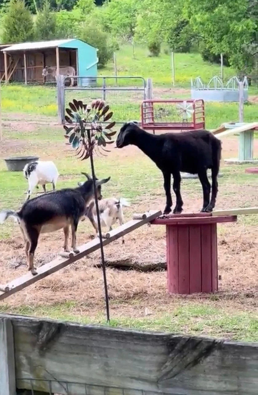 Rescued special needs goat at fabled farm rescue and sanctuary