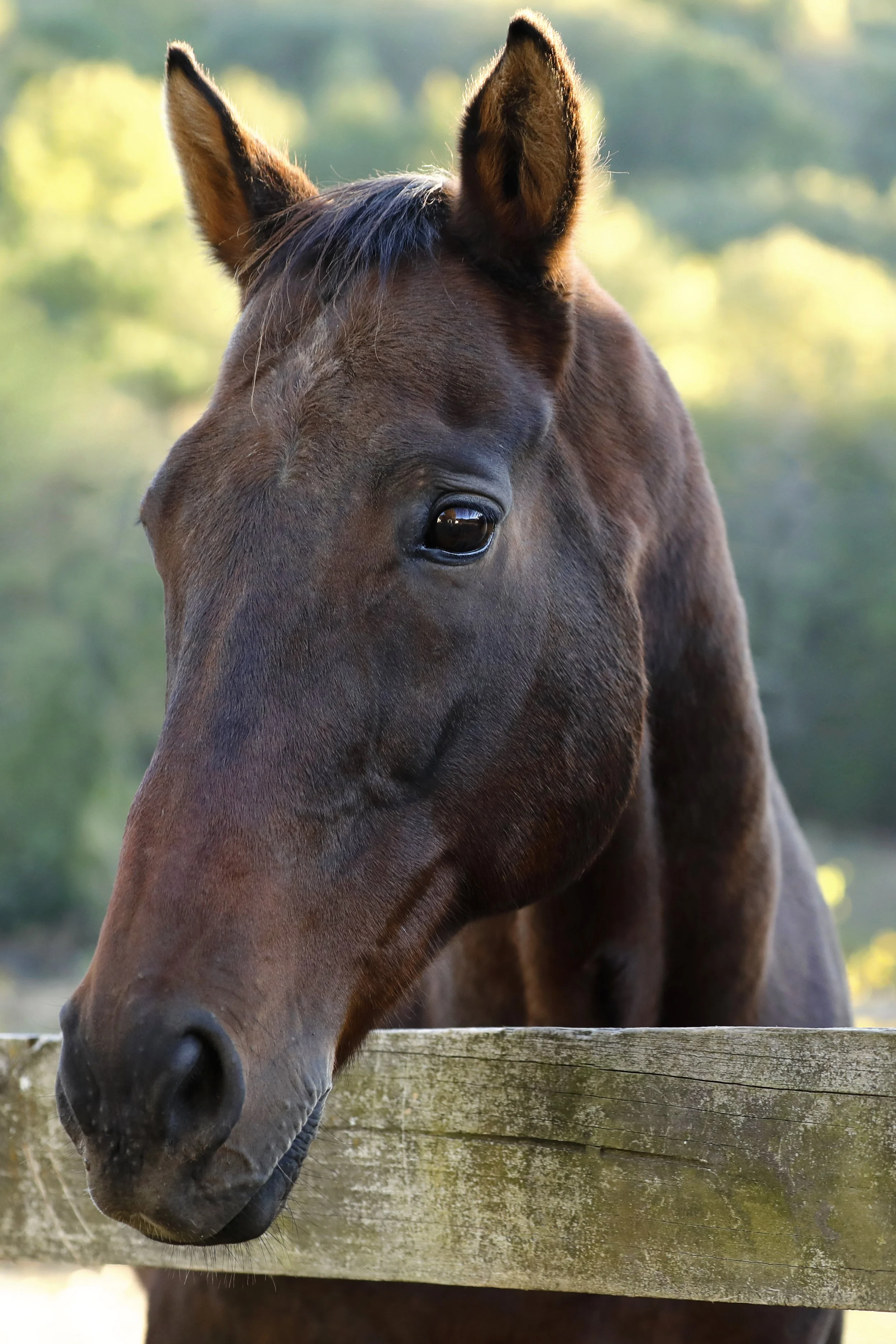 Rescued senior horse, Charlie, at Fabled Farm Rescue & Sanctuary