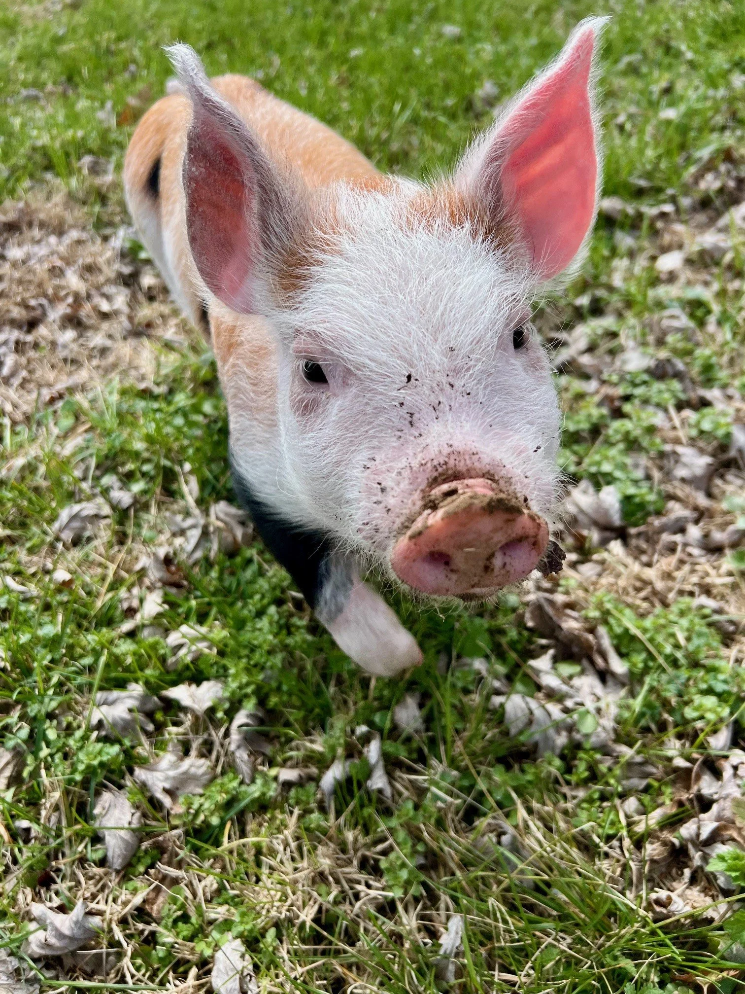Rescued special needs pig at Fabled Farm Rescue & Sanctuary