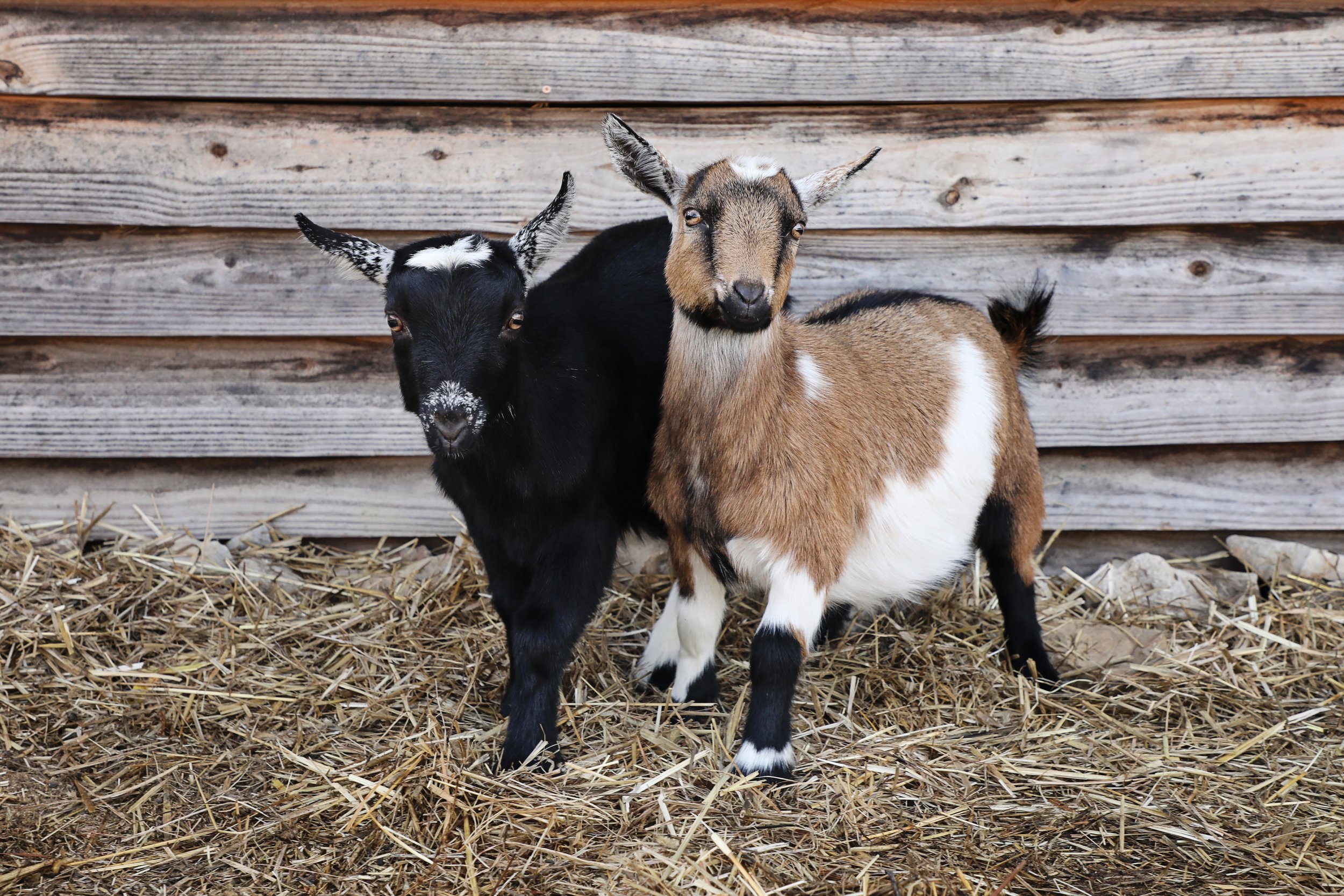 Rescued special needs goats at fabled farm rescue and sanctuary