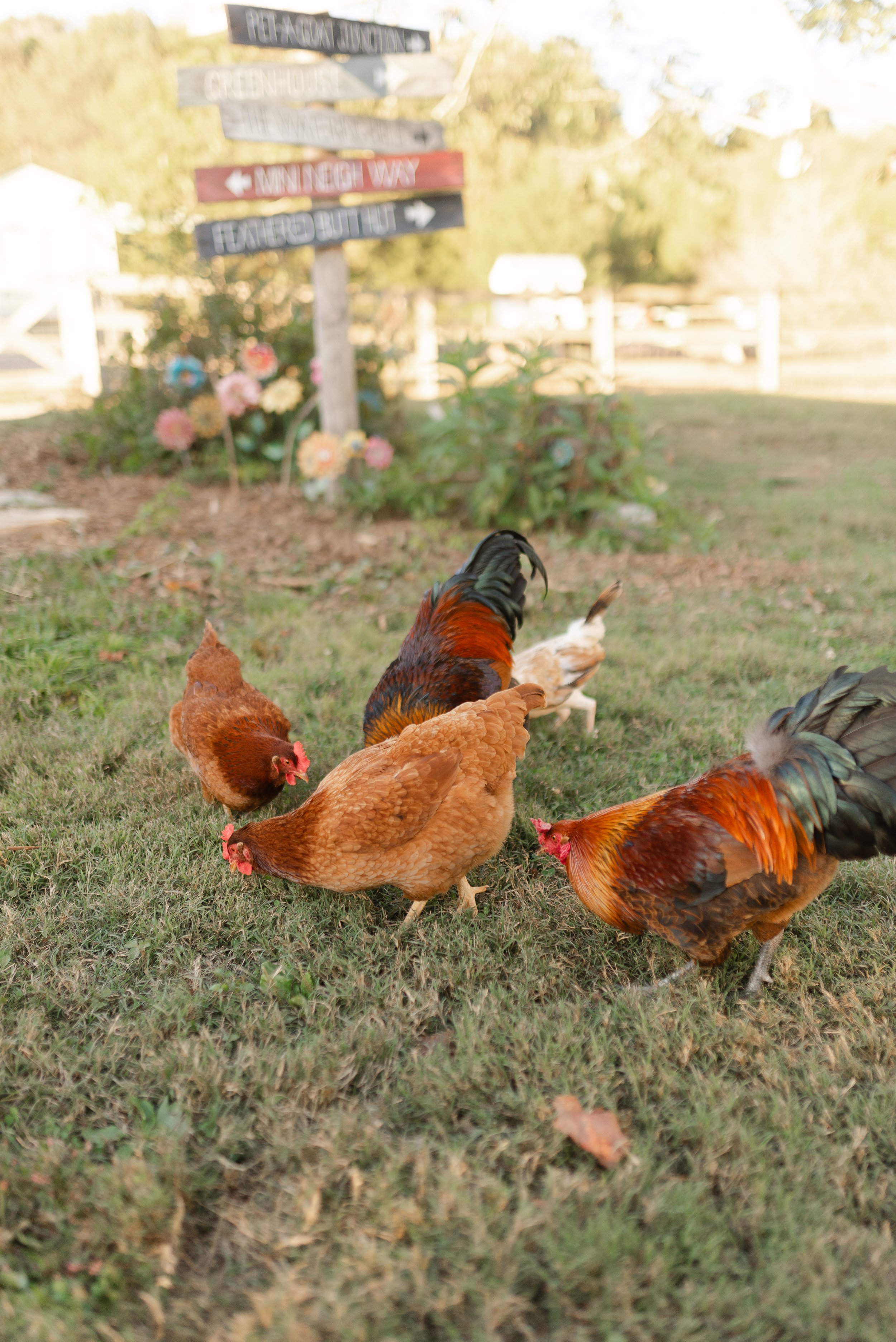 Rescued chickens pecking the ground by the Fabled Farm directional sign