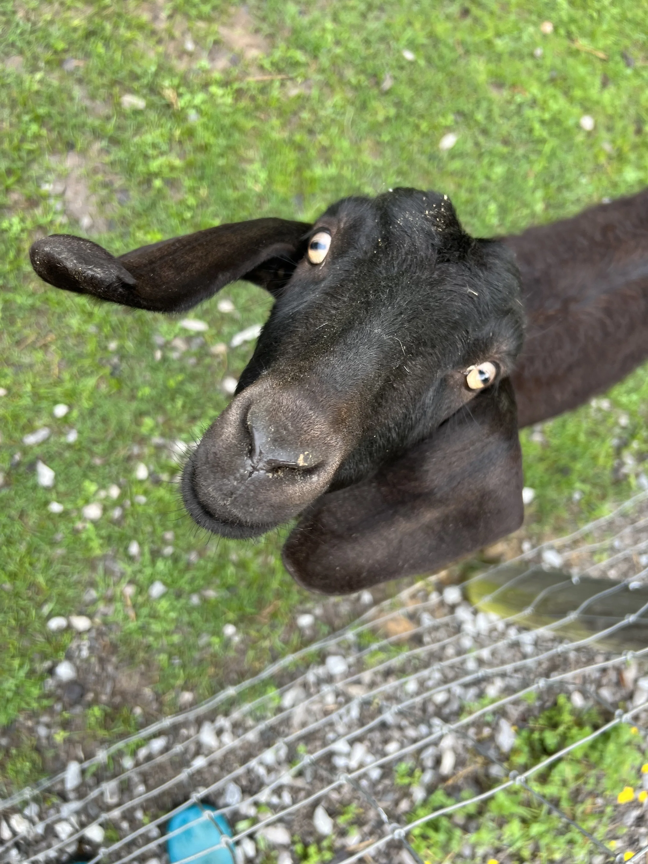 Rescued special needs goat at fabled farm rescue and sanctuary