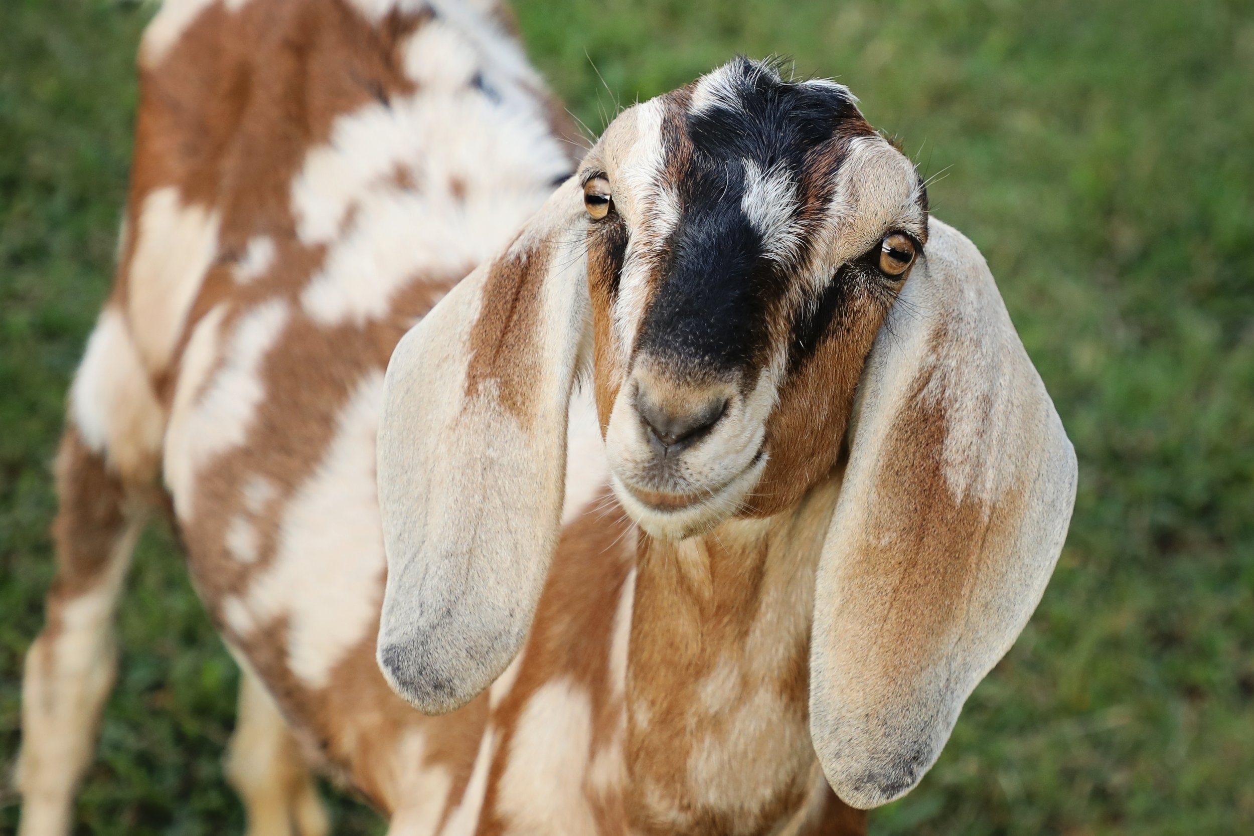 Rescued goat at Fabled Farm Rescue and Sanctuary