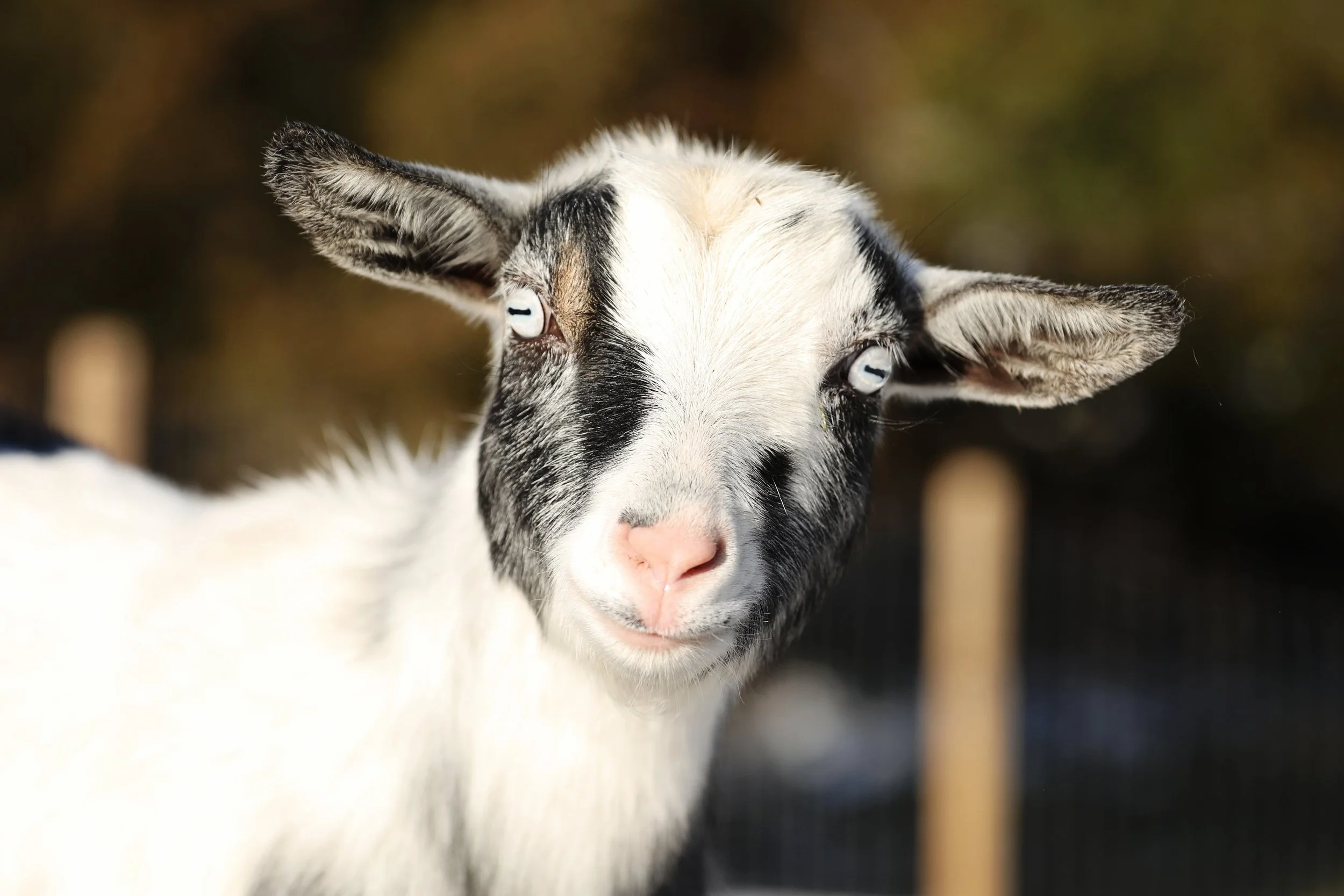 Close-up of a young goat with white and black fur and blue eyes, outdoors with a blurred background.