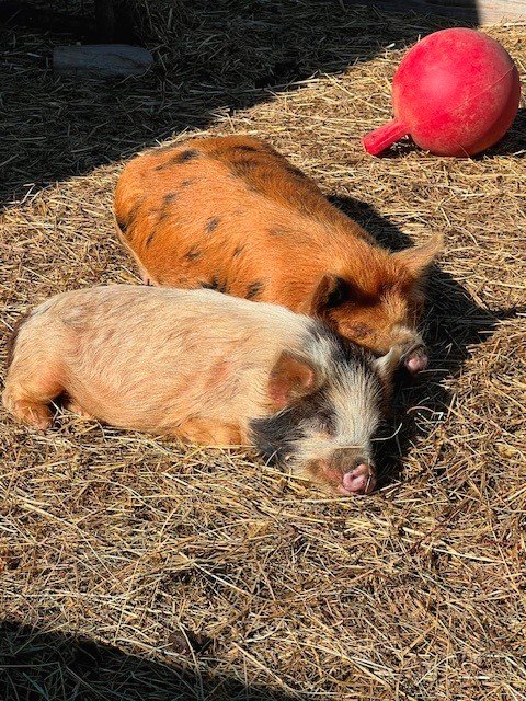 Rescued pigs at Fabled Farm Rescue and Sanctuary
